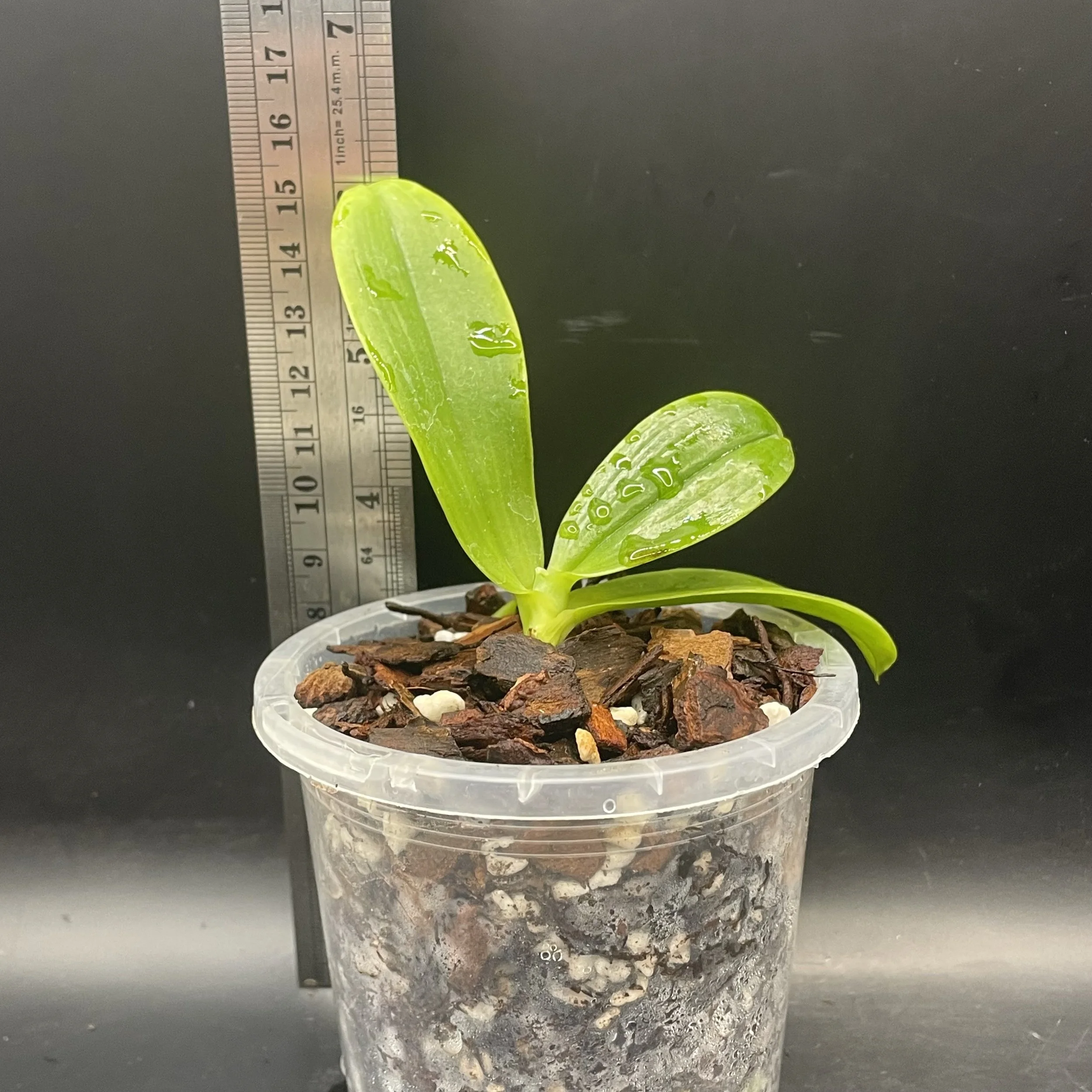 Phalaenopsis hieroglyphica seedling for sale in NZ – grown by Orchid Obsession