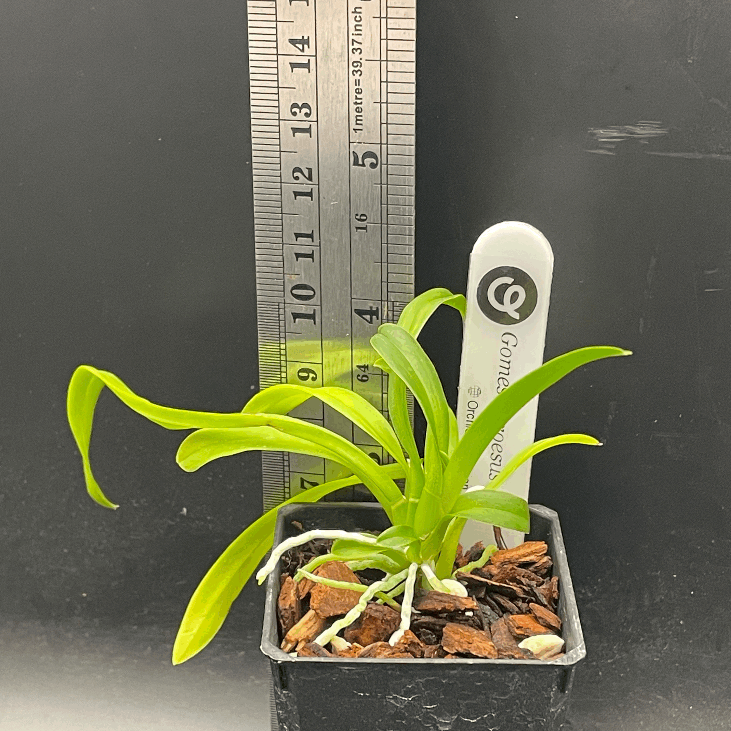 Gomesa croesus seedling for sale in NZ - grown by Orchid Obsession
