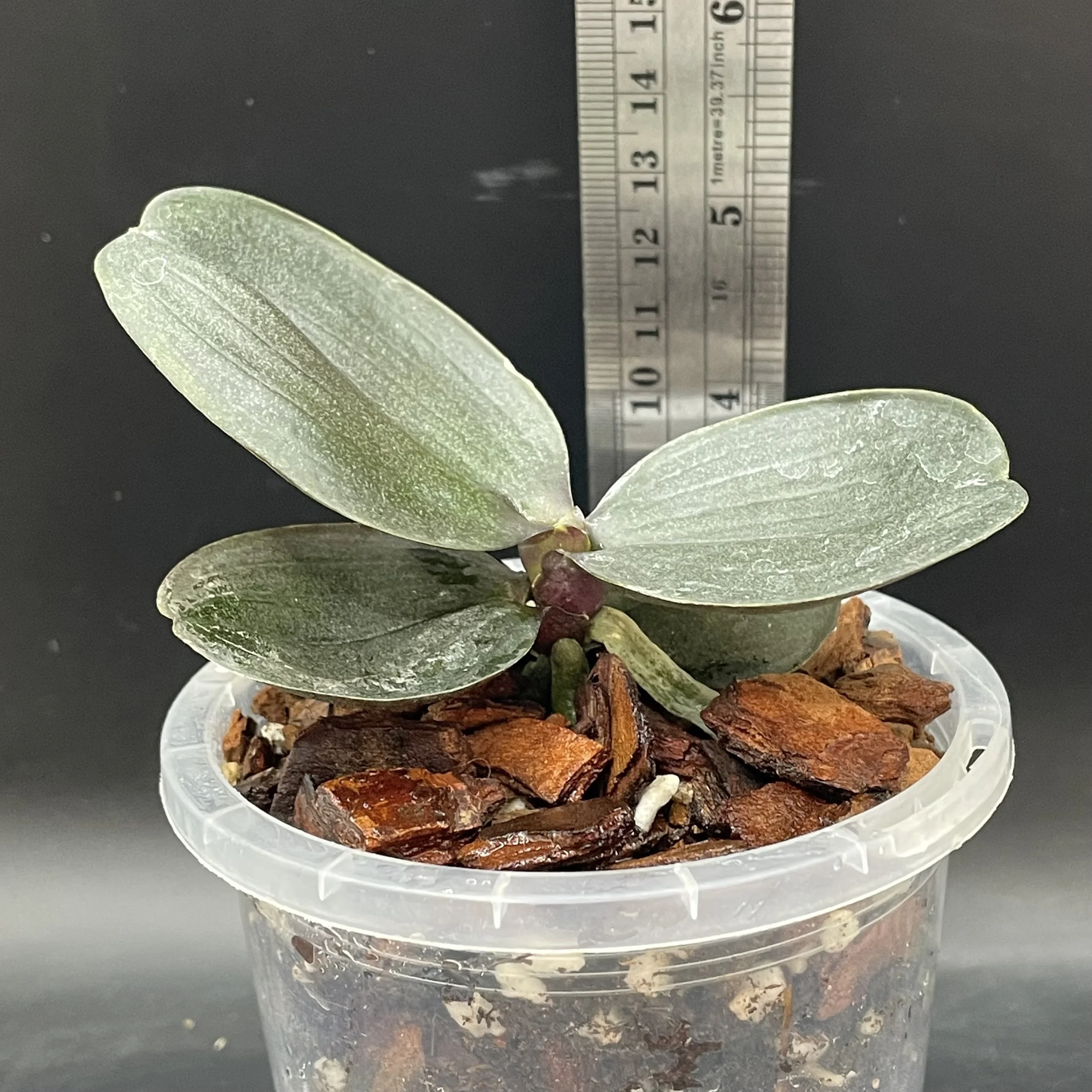 Phalaenopsis I-Hsin Cherry Bomb 'Peloric' seedling for sale in NZ – grown by Orchid Obsession
