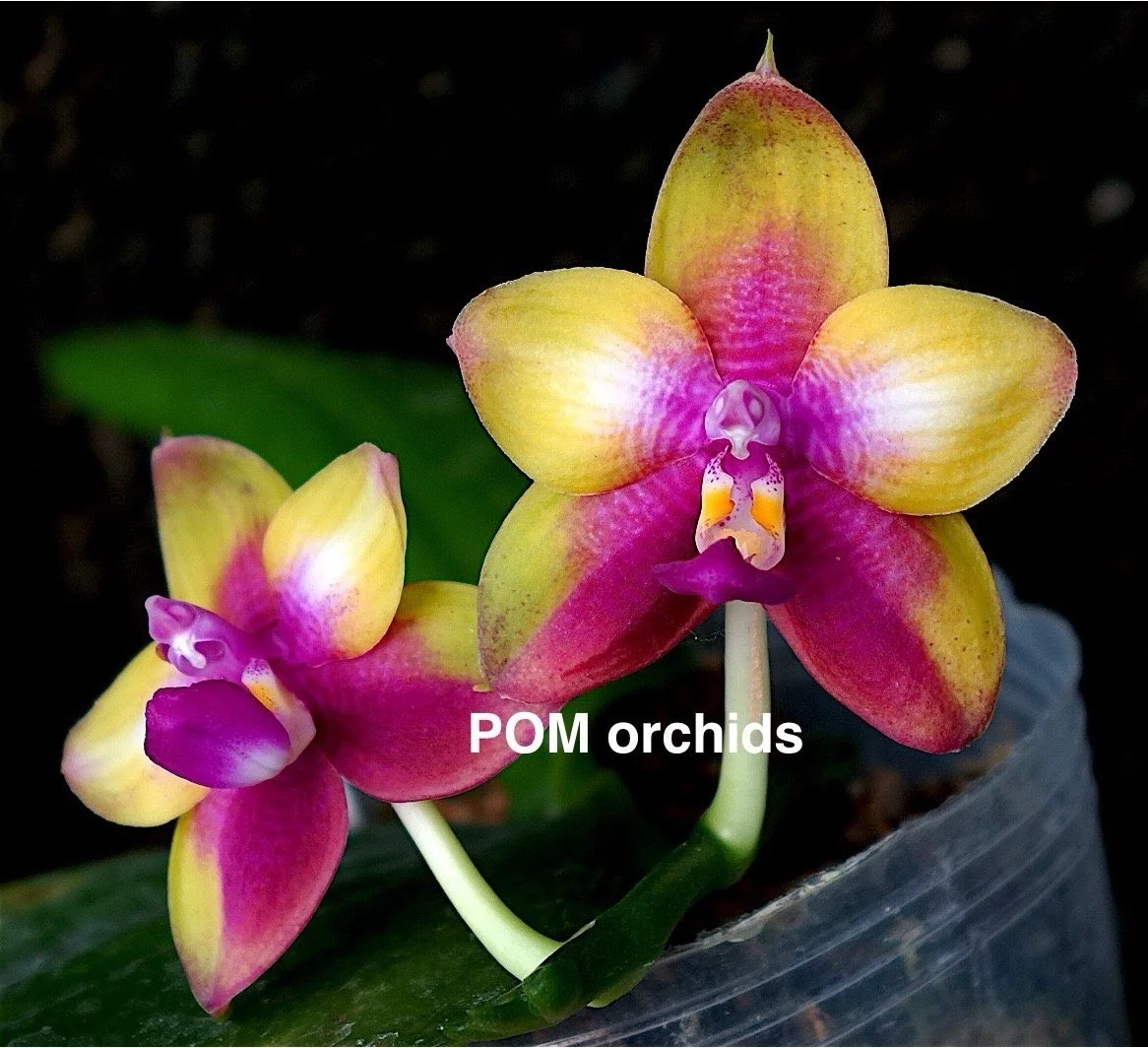 Phalaenopsis Montclair Sunset 'POM'