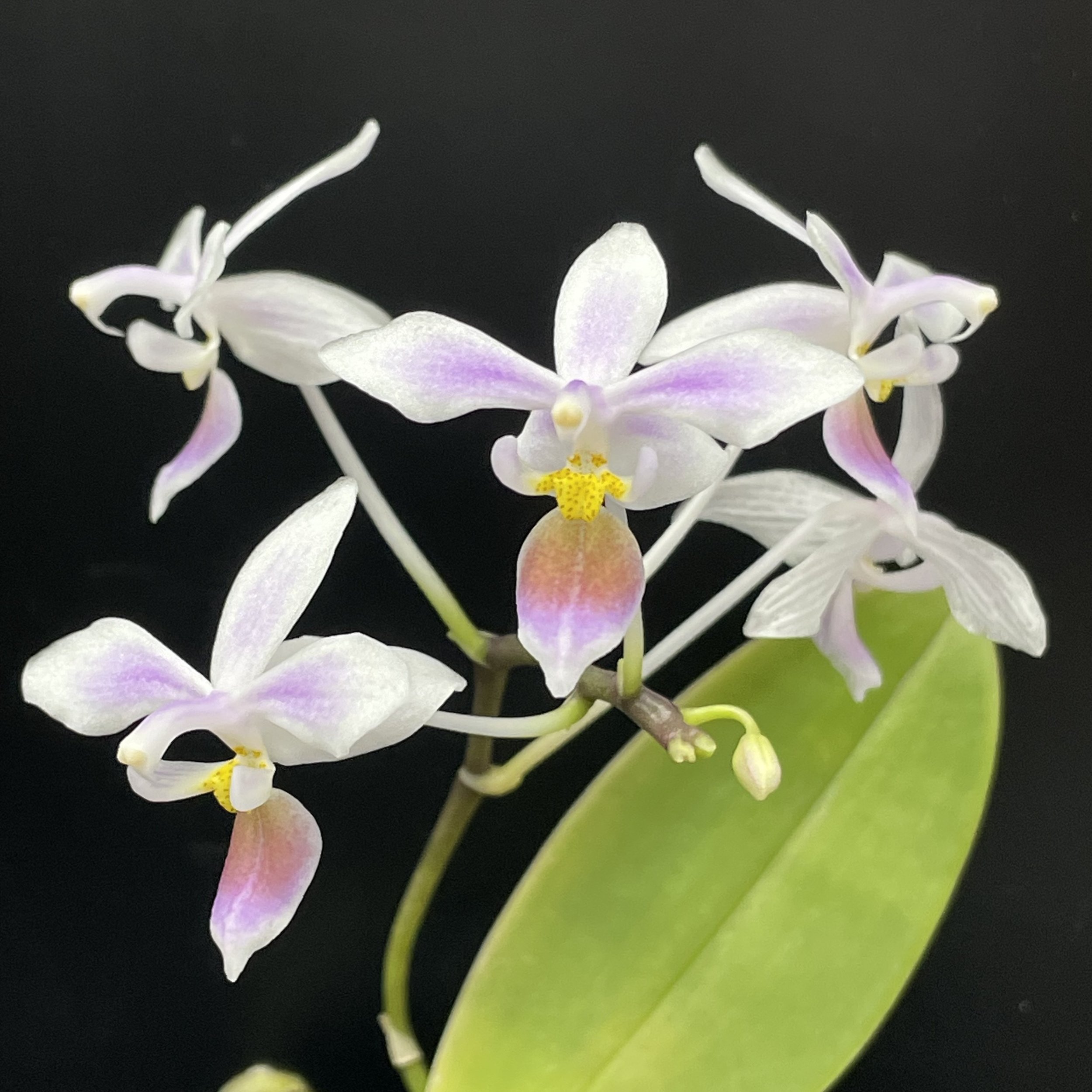 Phalaenopsis equestris var aparri