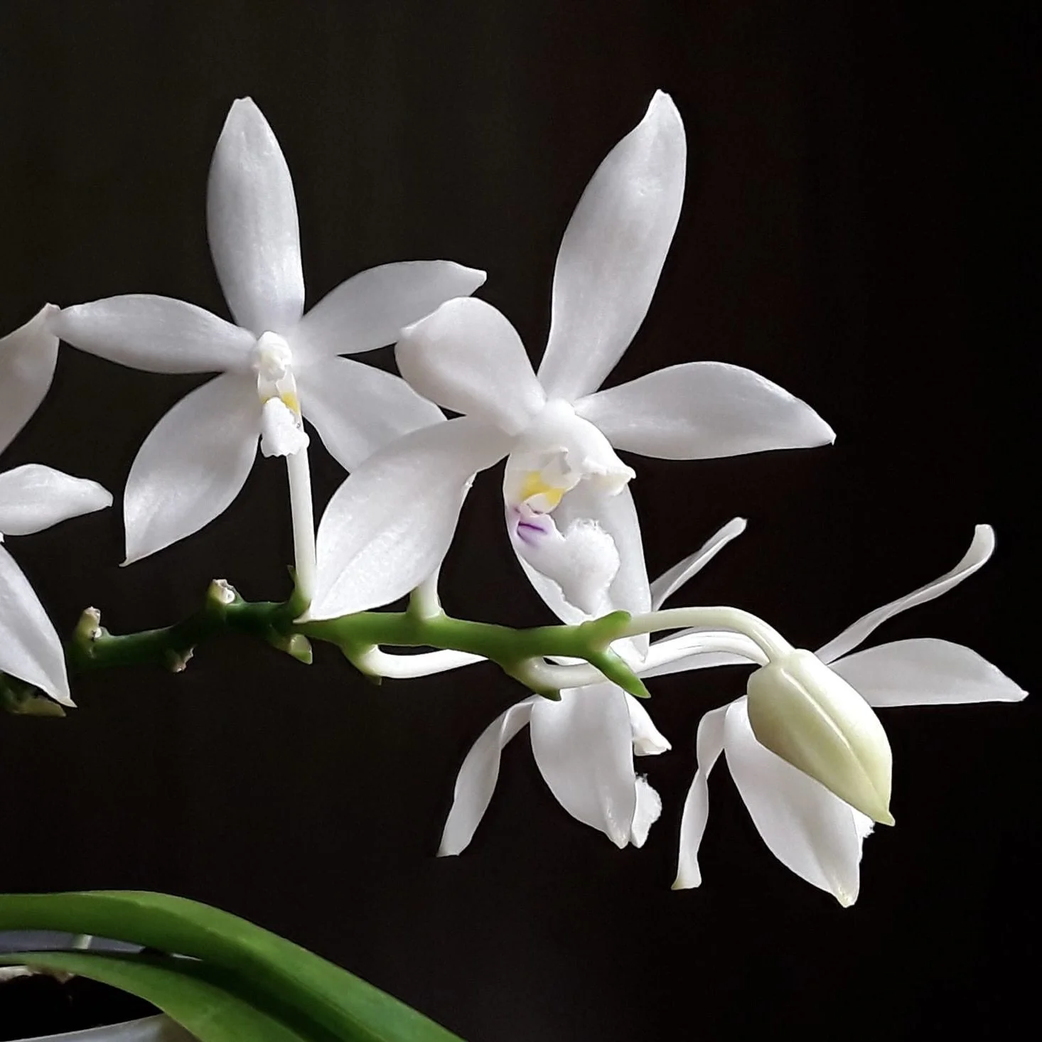 Phalaenopsis tetraspis f. Enggano