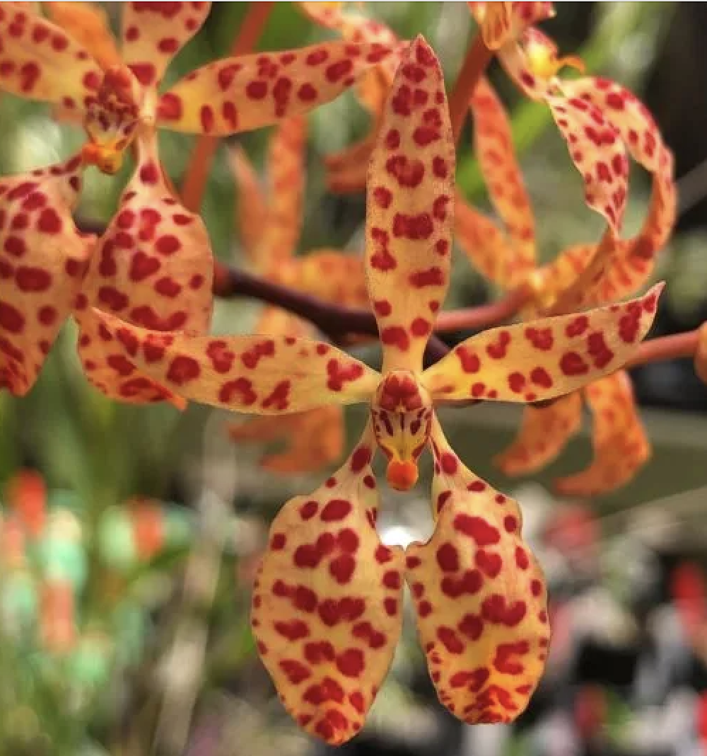 Renanthera monachica