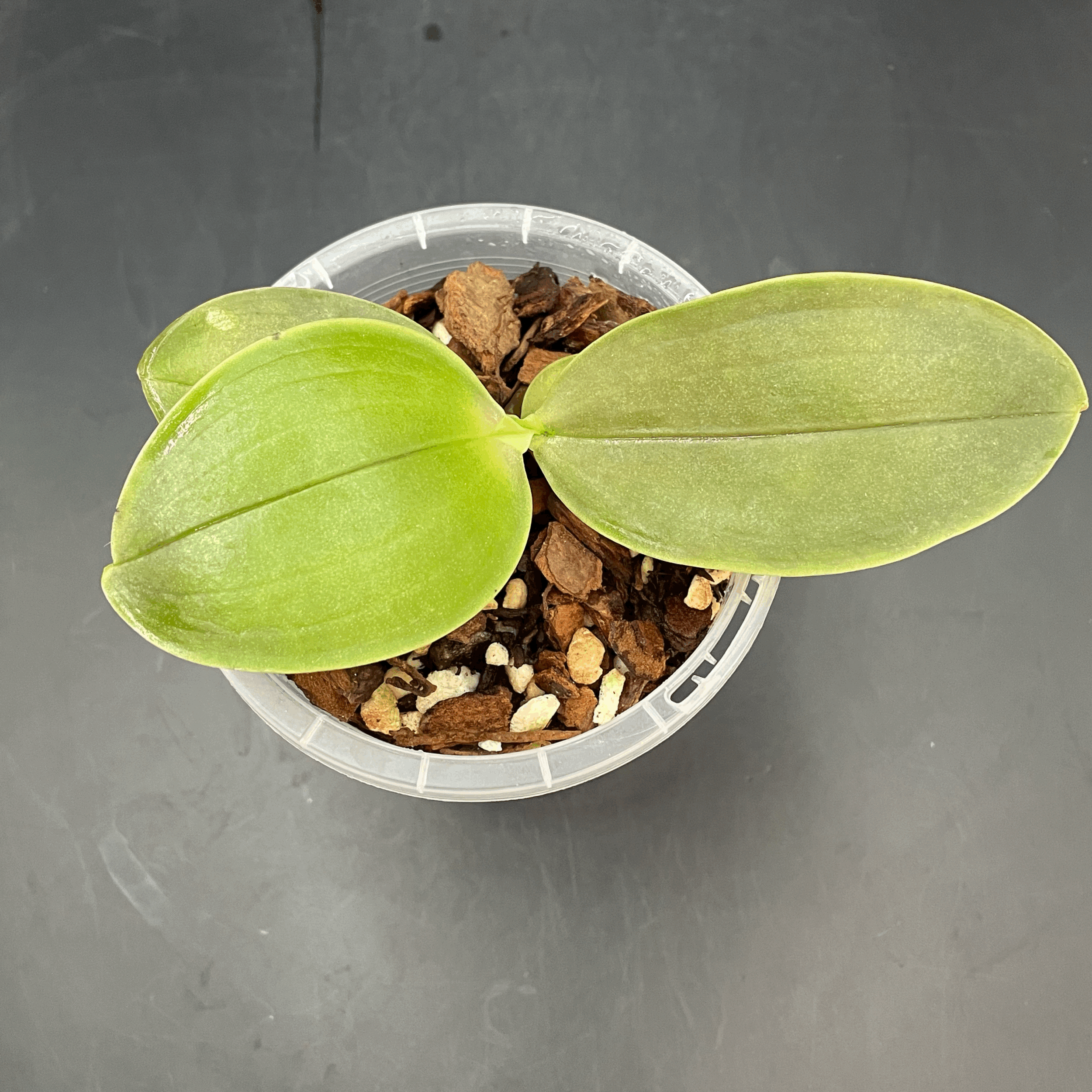 Phalaenopsis YangYang Super Peoker seedling for sale in NZ – grown by Orchid Obsession