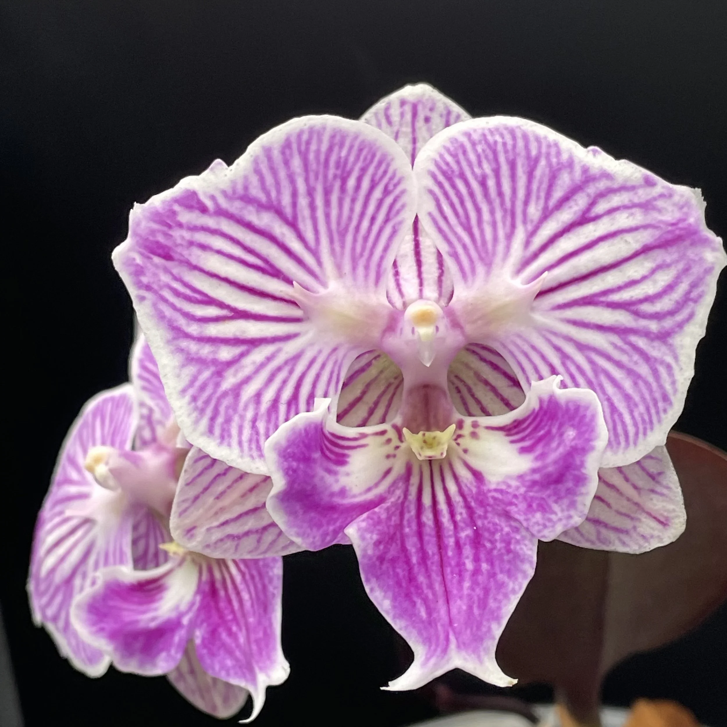 Phalaenopsis I-Hsin Rose Milkshake ‘Peloric’ flower example – peloric moth orchid with rose-pink symmetrical blooms