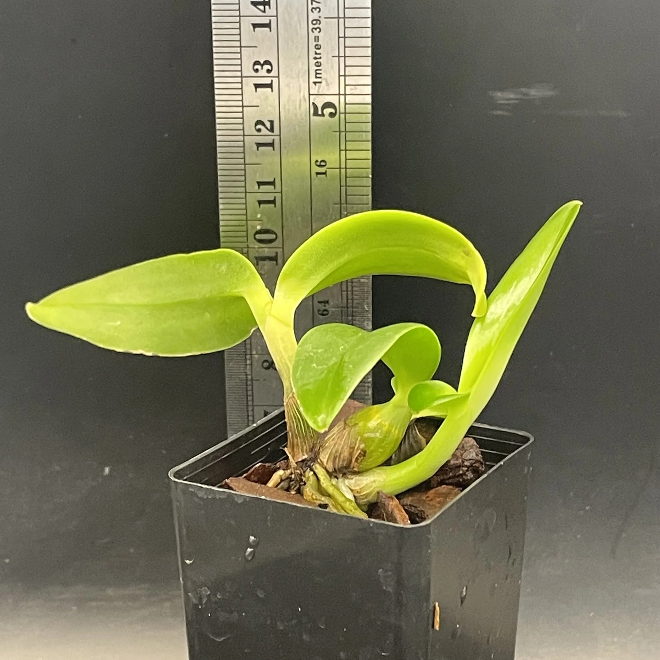 Dendrobium discolor seedling for sale in NZ – grown by Orchid Obsession