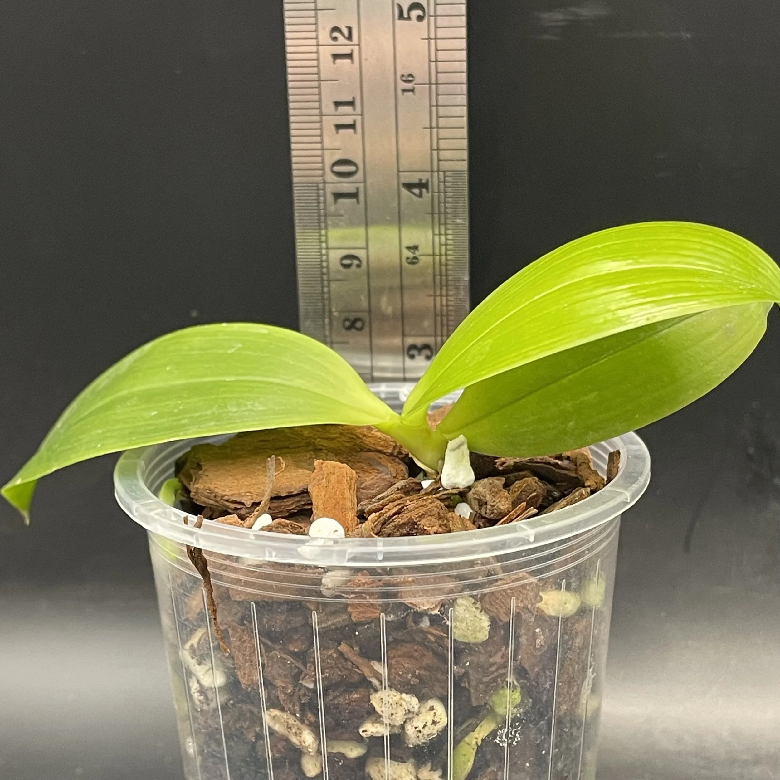 Phalaenopsis tetraspis f. Enggano seedling for sale in NZ – grown by Orchid Obsession