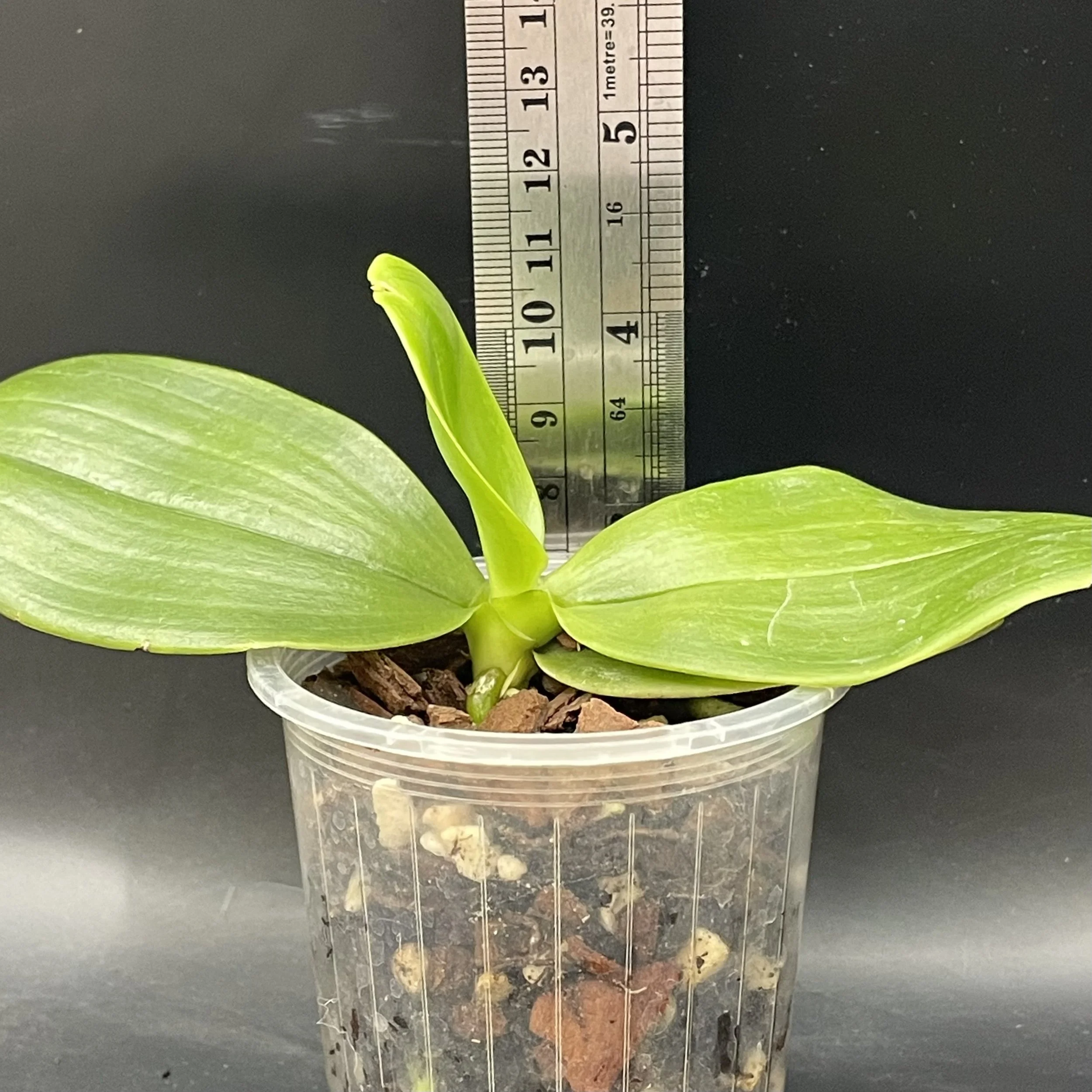 Phalaenopsis LD Bellina Eagle × Mituo Blue Smurfs seedling for sale in NZ – grown by Orchid Obsession