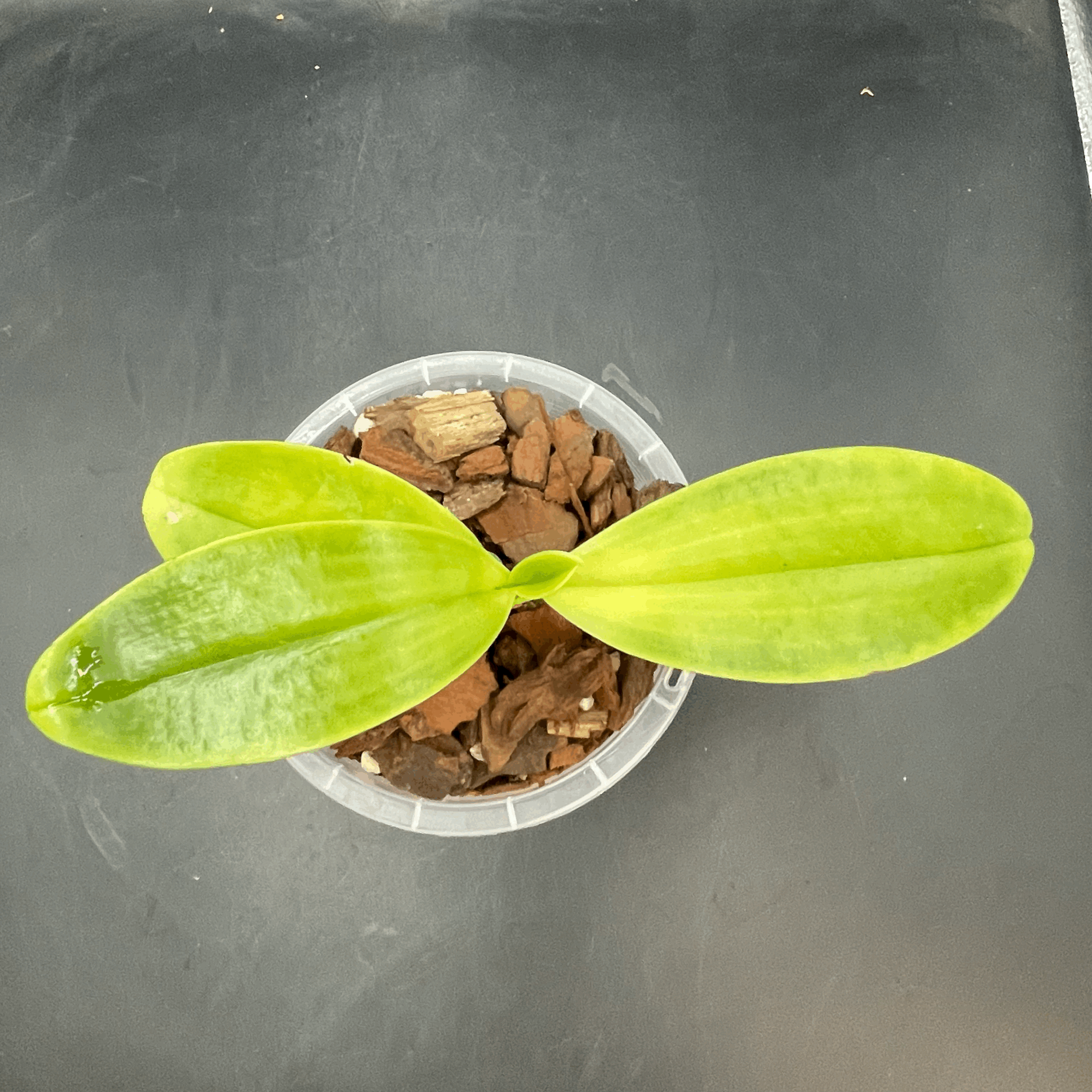 Phalaenopsis hieroglyphica seedling for sale in NZ – grown by Orchid Obsession\