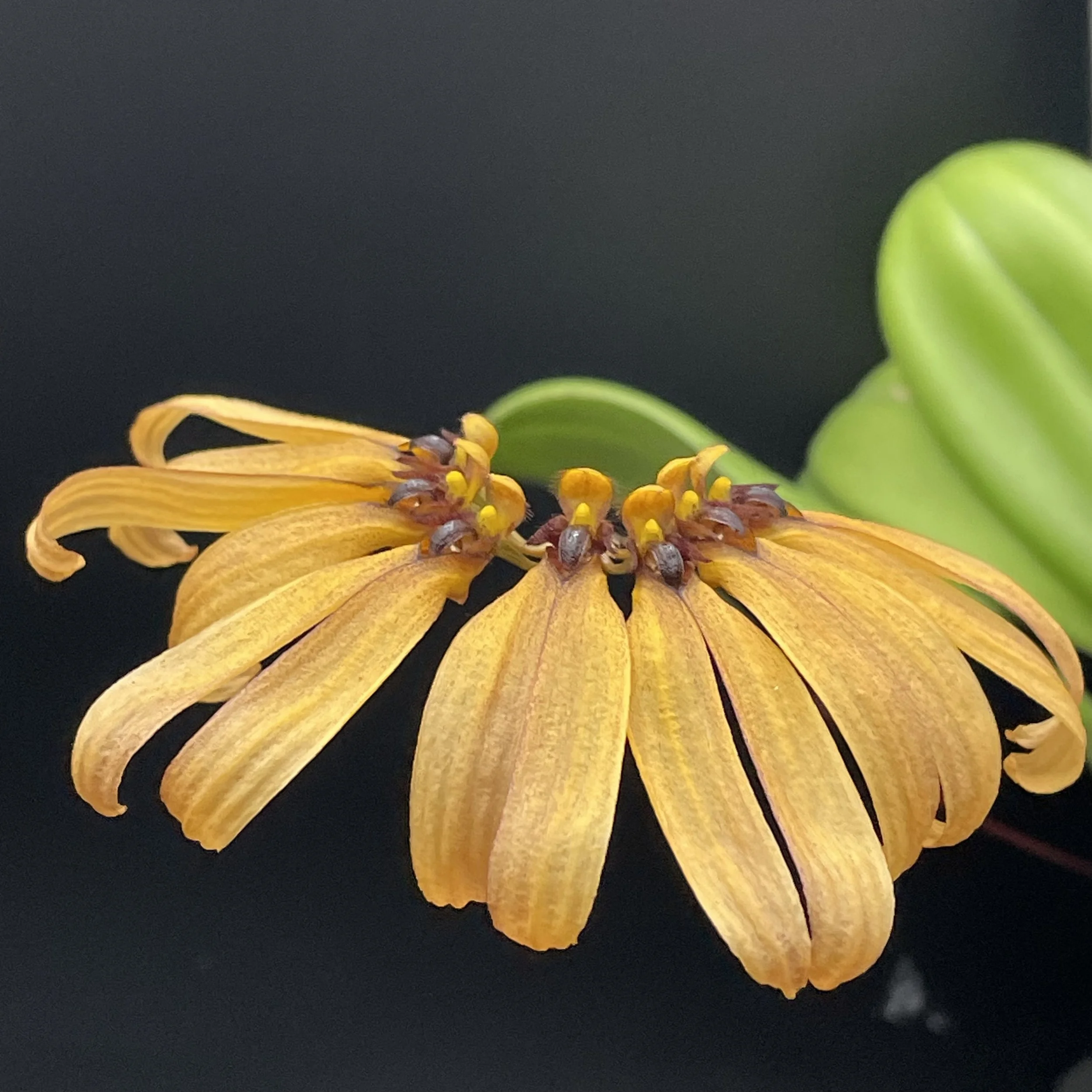 Bulbophyllum mastersianum