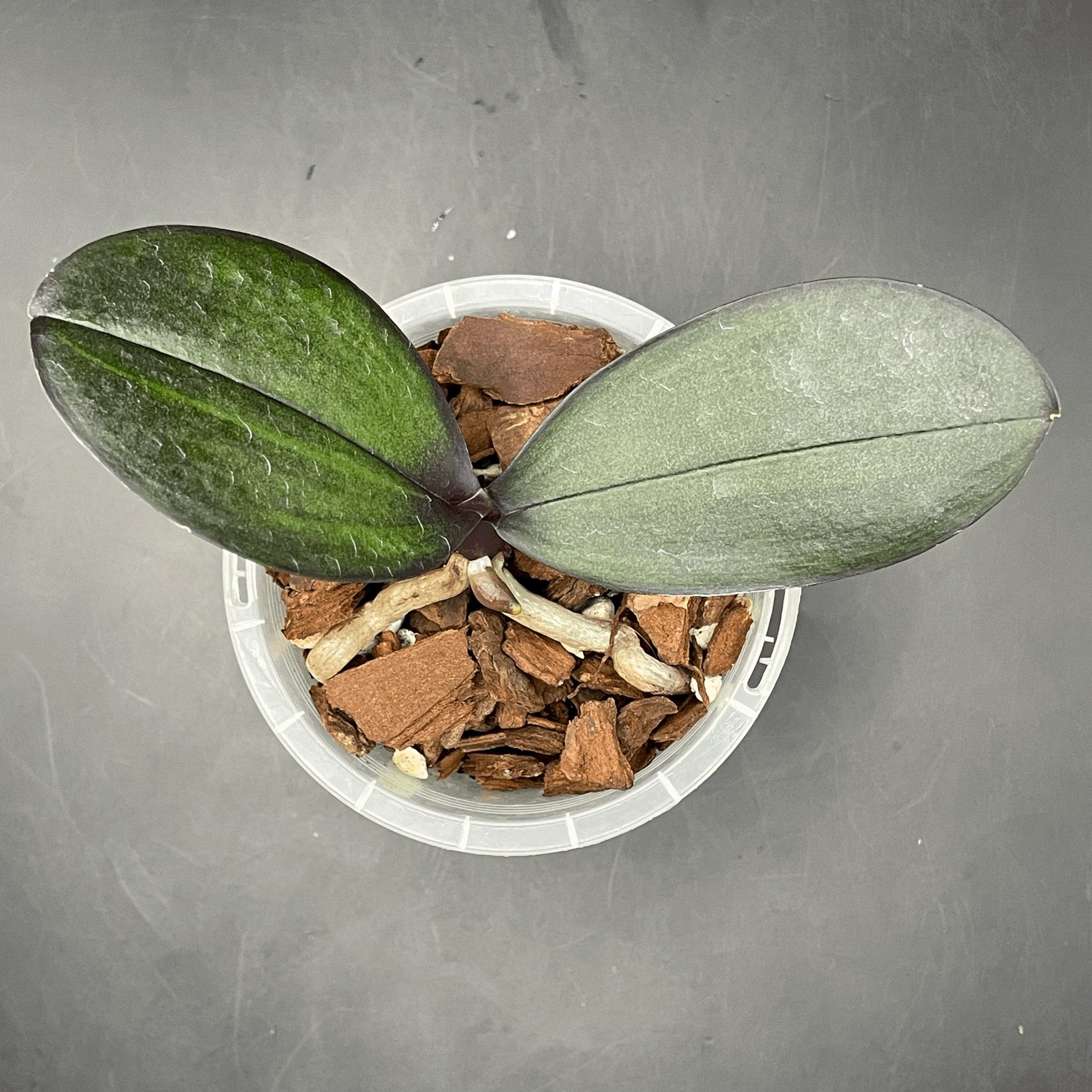 Phalaenopsis I-Hsin Yellow Leopard ‘Peloric’ seedling for sale in NZ – grown by Orchid Obsession