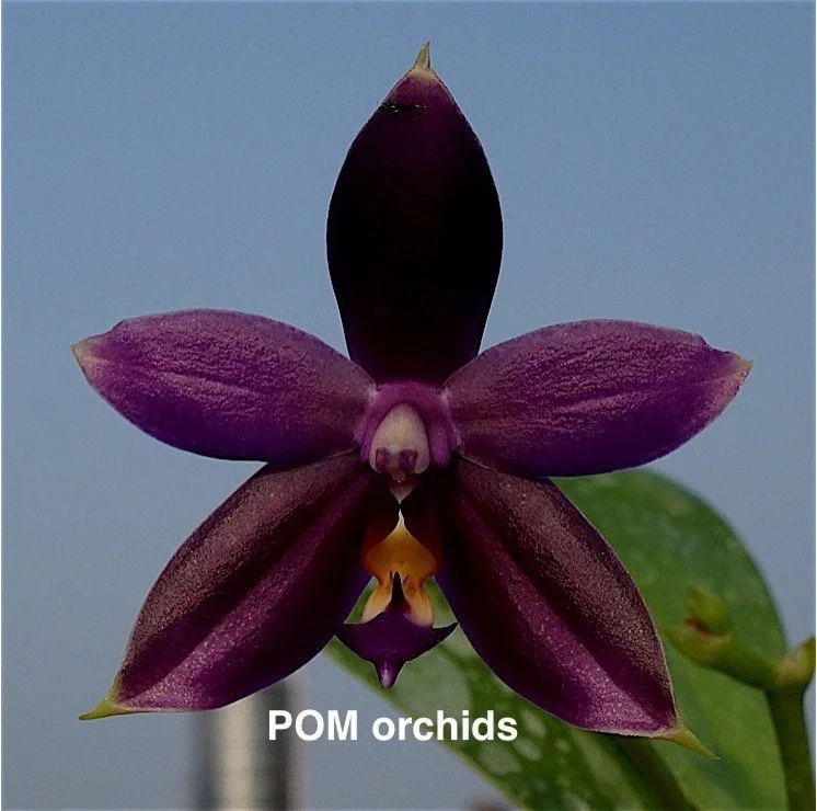 Phalaenopsis Tan Swee Kim x Mituo 24 Solar Terms 'POM'