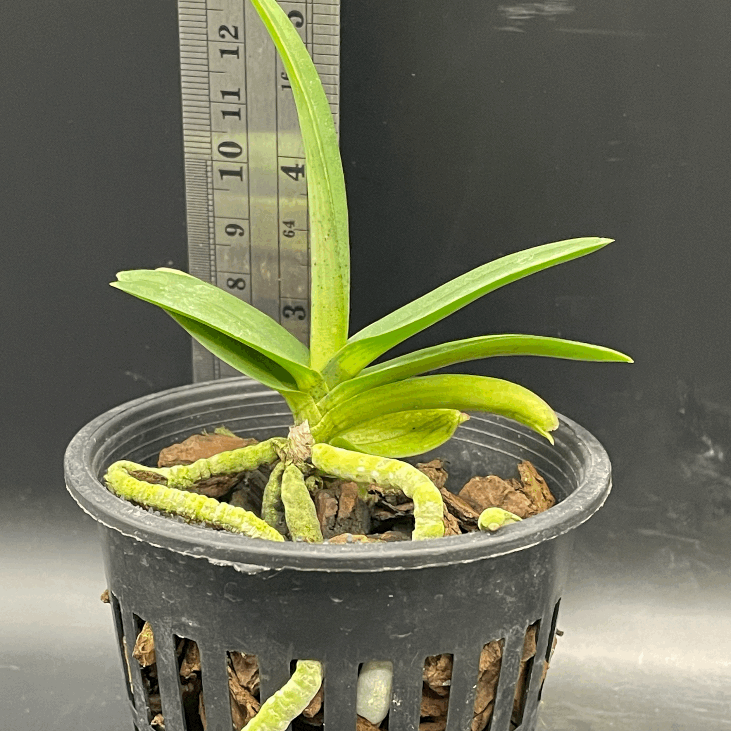 Rhynchostylis retusa seedling for sale in NZ –  grown by Orchid Obsession