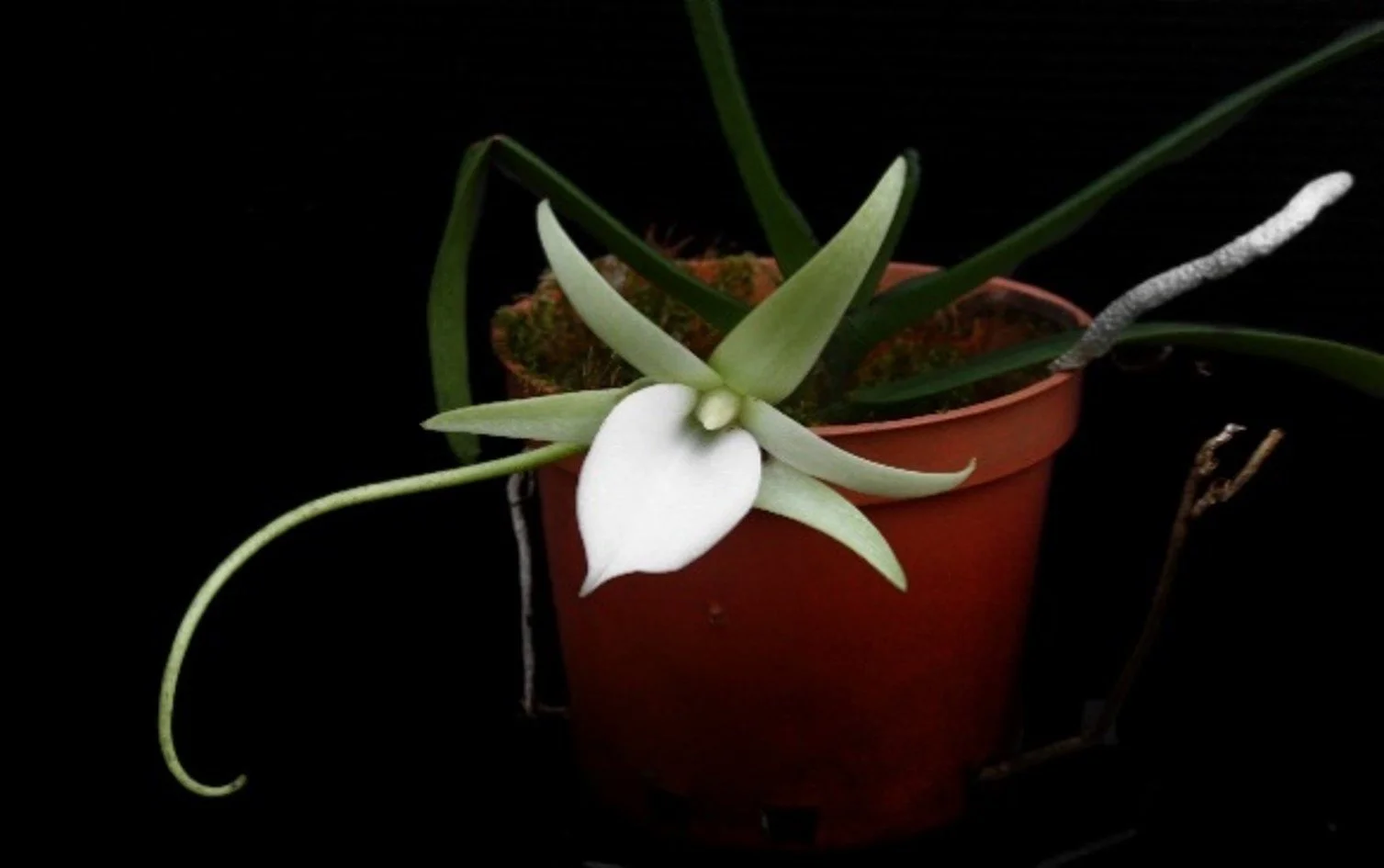 Angraecum elephantinum in bloom – greenish-white flowers on short stems, fragrant at night
