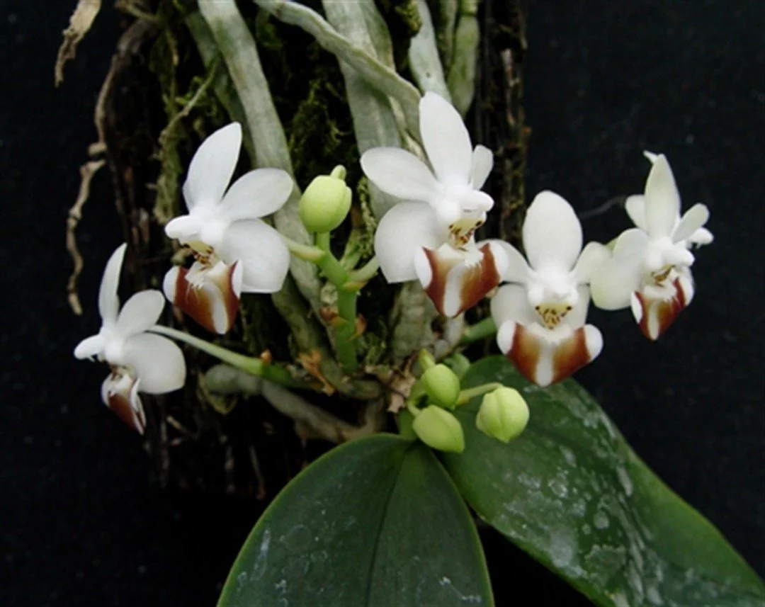 Phalaenopsis lobbii species orchid flower – creamy white blooms with yellow and chestnut-striped lip
