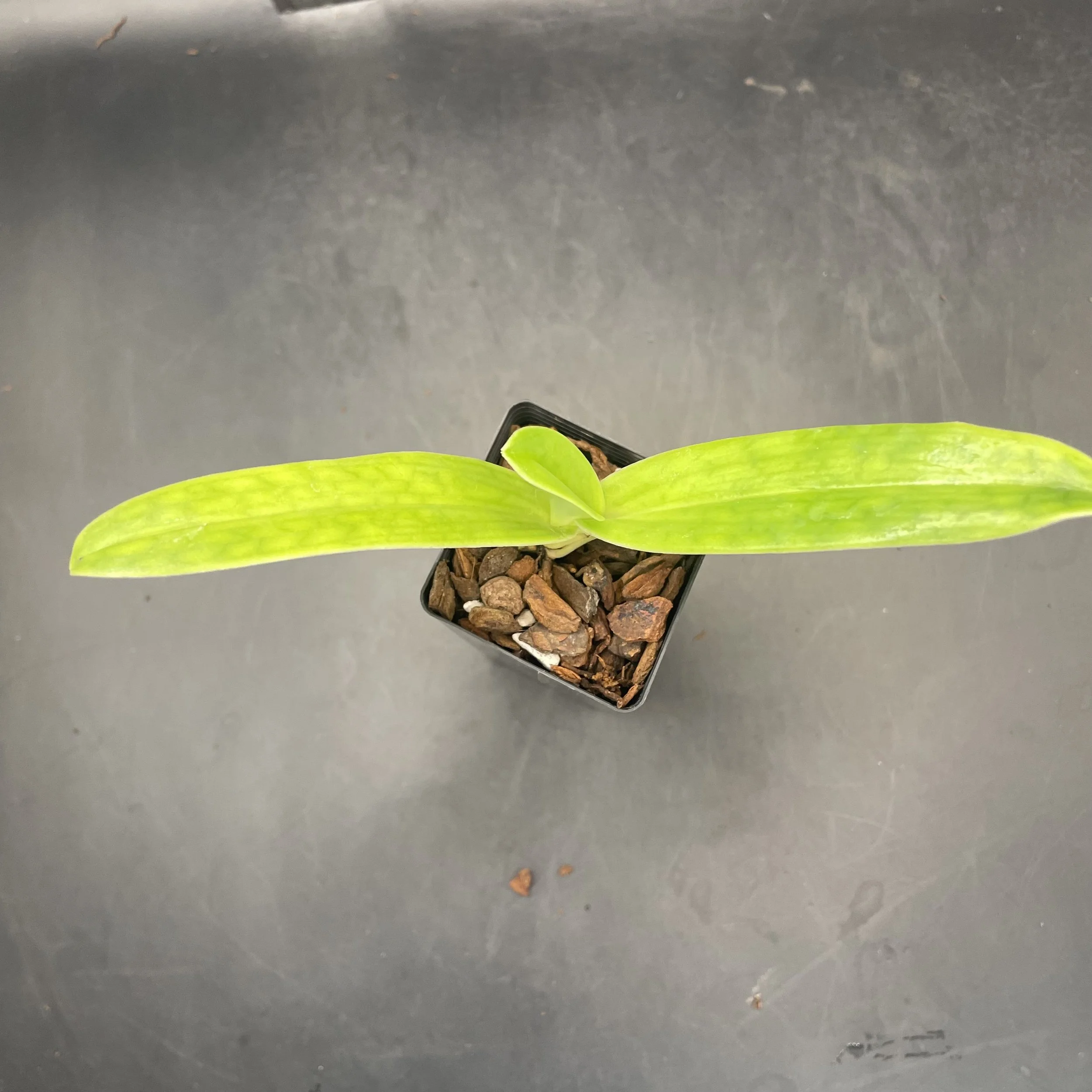 Paphiopedilum Prince Edward of York seedling for sale in NZ – grown by Orchid Obsession