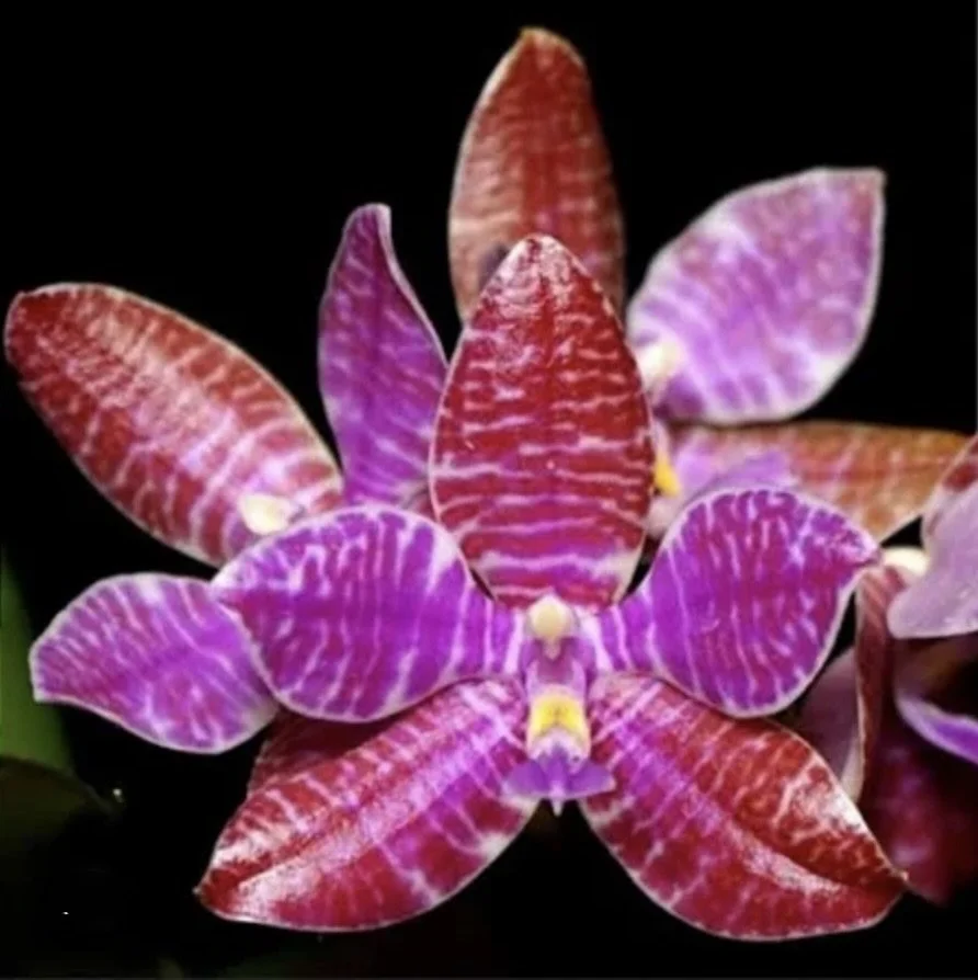 Phalaenopsis lueddemanniana Dark form flower - waxy star-shaped bloom with cream background heavily overlaid in violet and deep red-brown barring