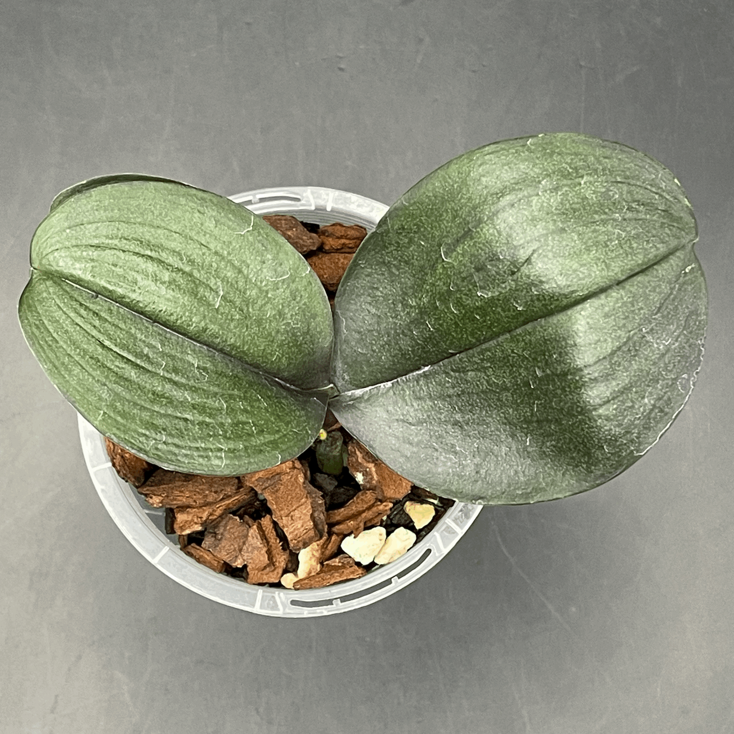 Phalaenopsis I-Hsin Cherry Bomb 'Peloric' seedling for sale in NZ – grown by Orchid Obsession