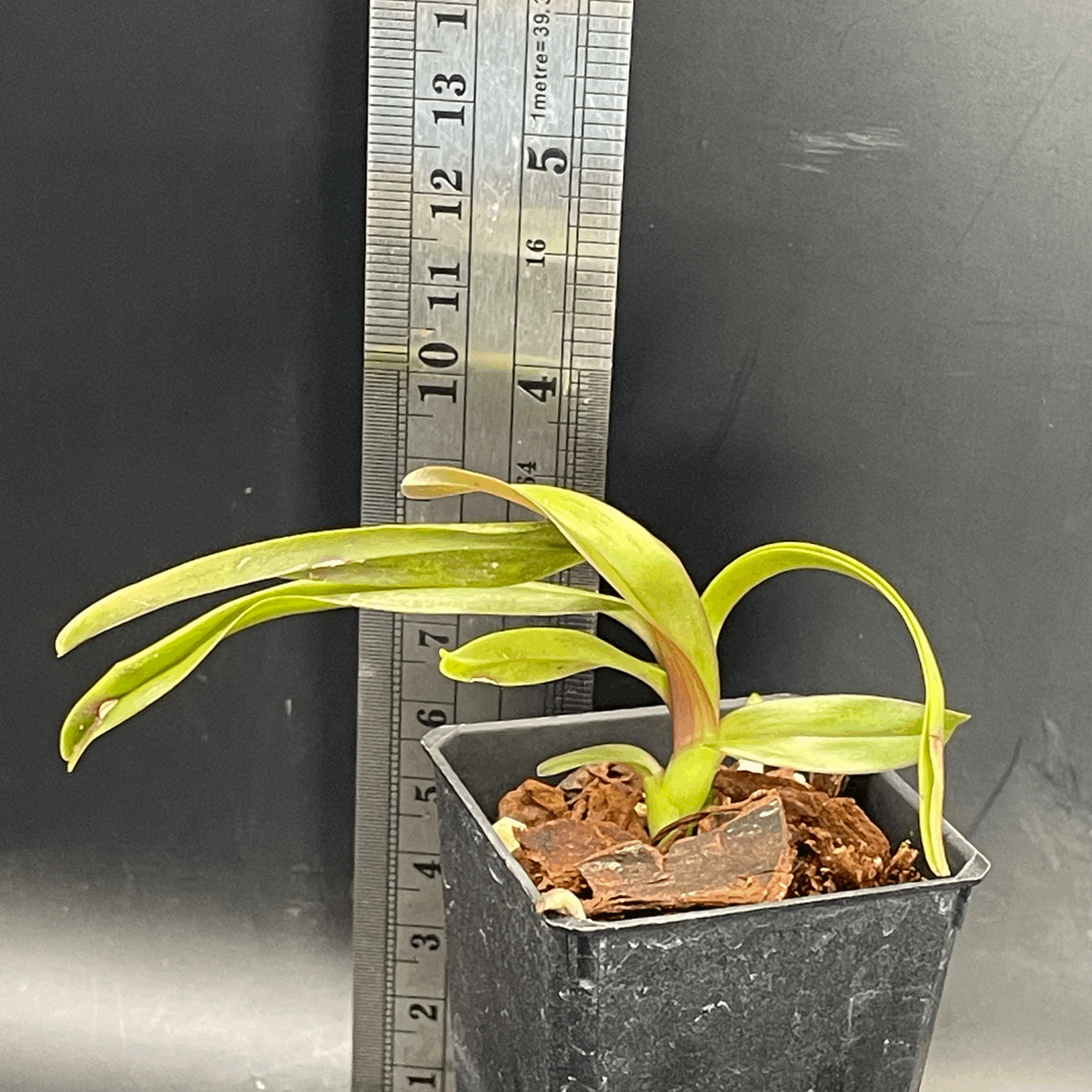 Epidendrum nocturnum seedling for sale in NZ - grown by Orchid Obsession