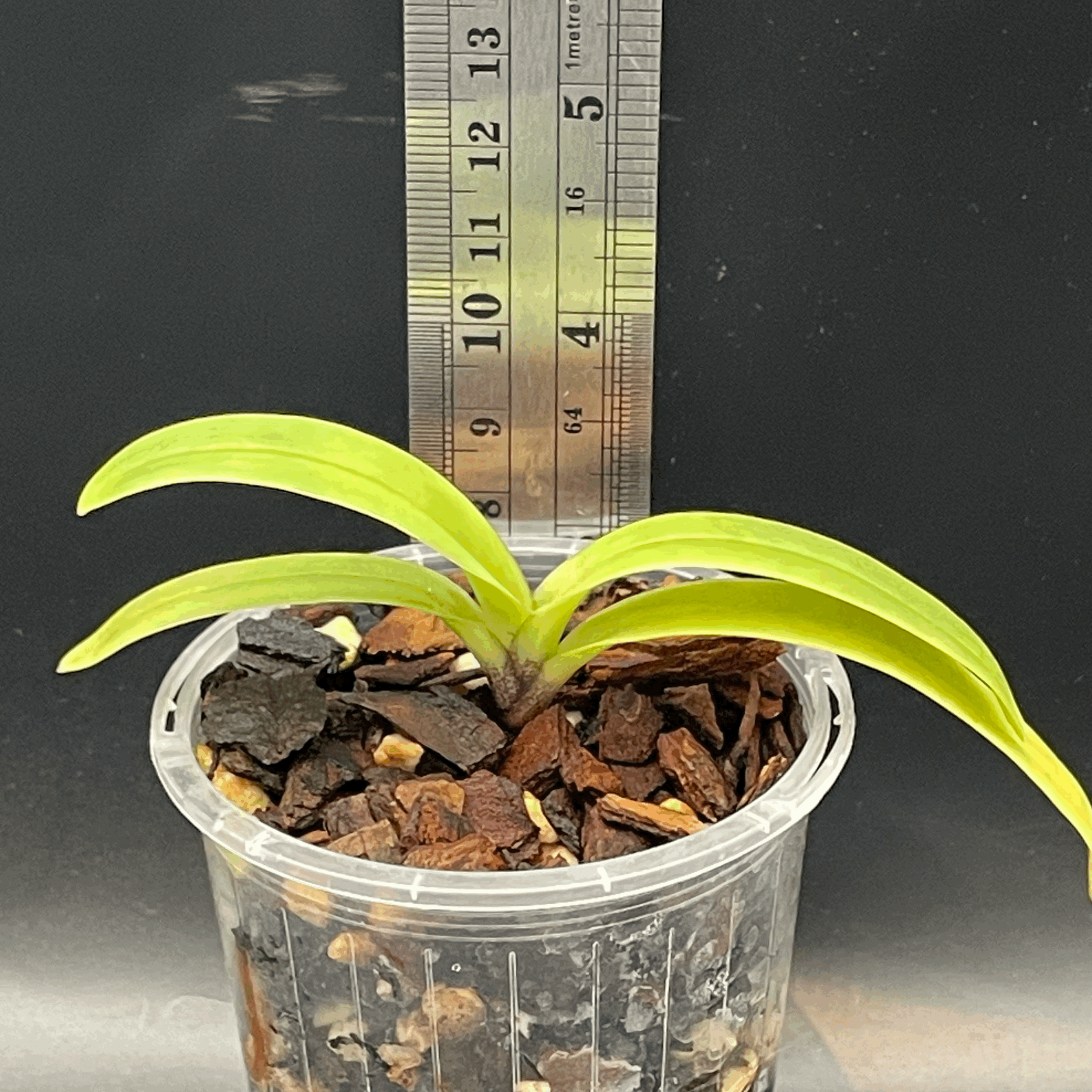 Paphiopedilum × hermannii seedling for sale in NZ – grown by Orchid Obsession
