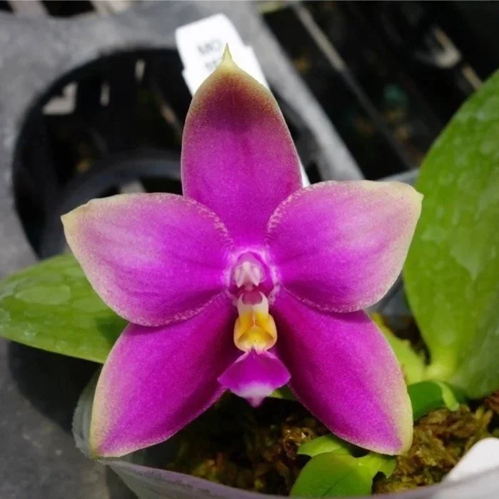 Phal+LD+bellina+Eagle+%27Mituo+Red+2%27.jpg
