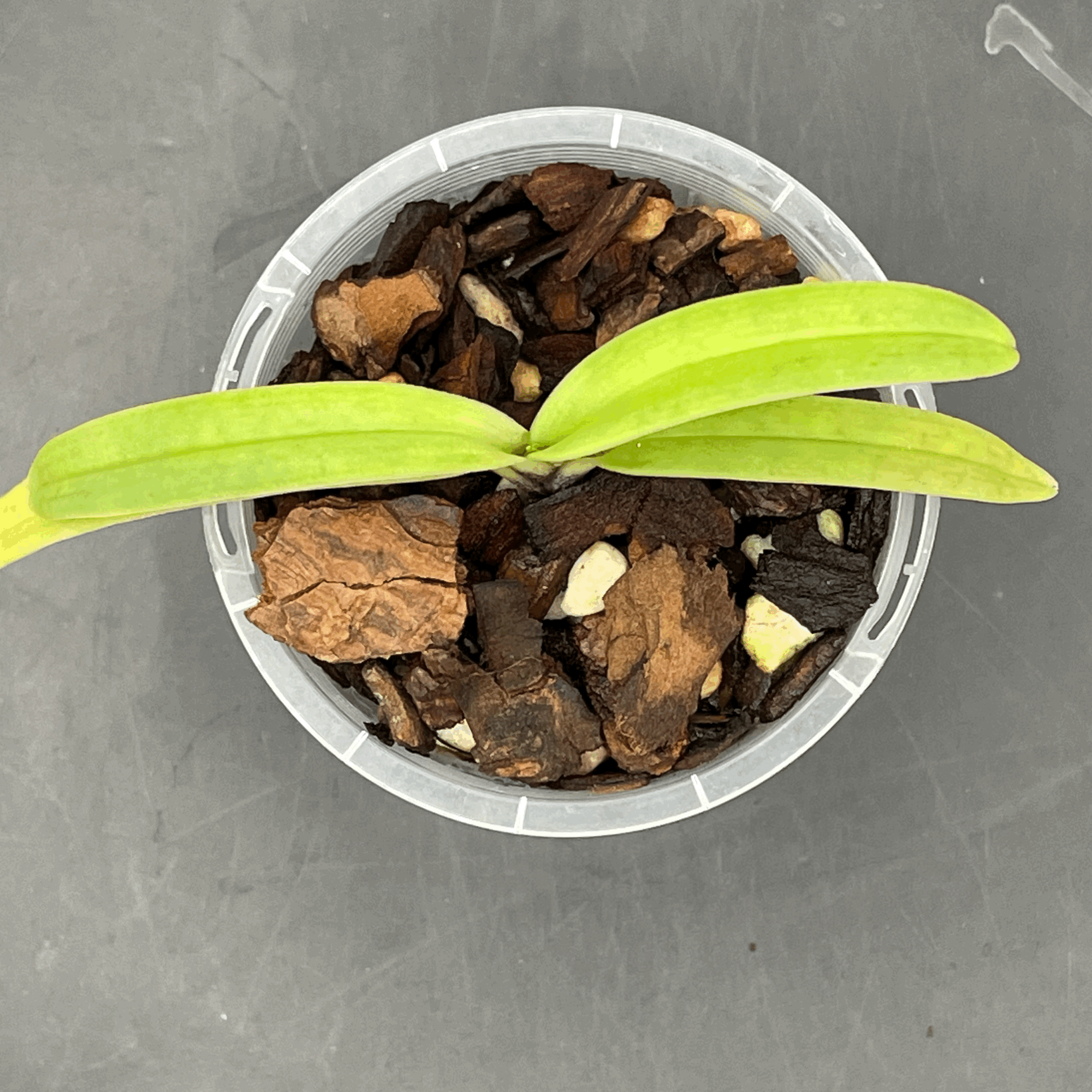 Paphiopedilum × hermannii seedling for sale in NZ – grown by Orchid Obsession