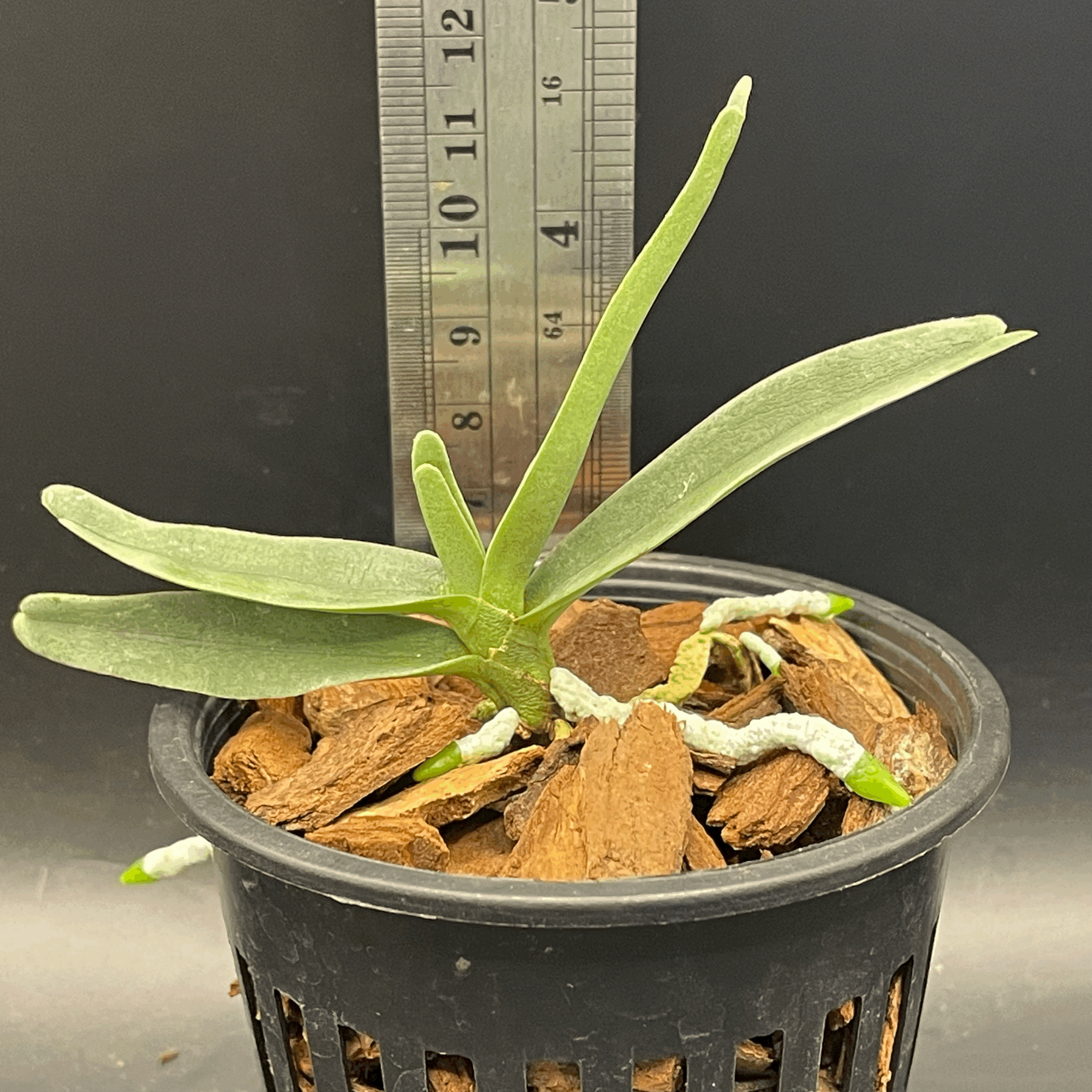 Angraecum didieri seedling for sale in NZ – grown by Orchid Obsession