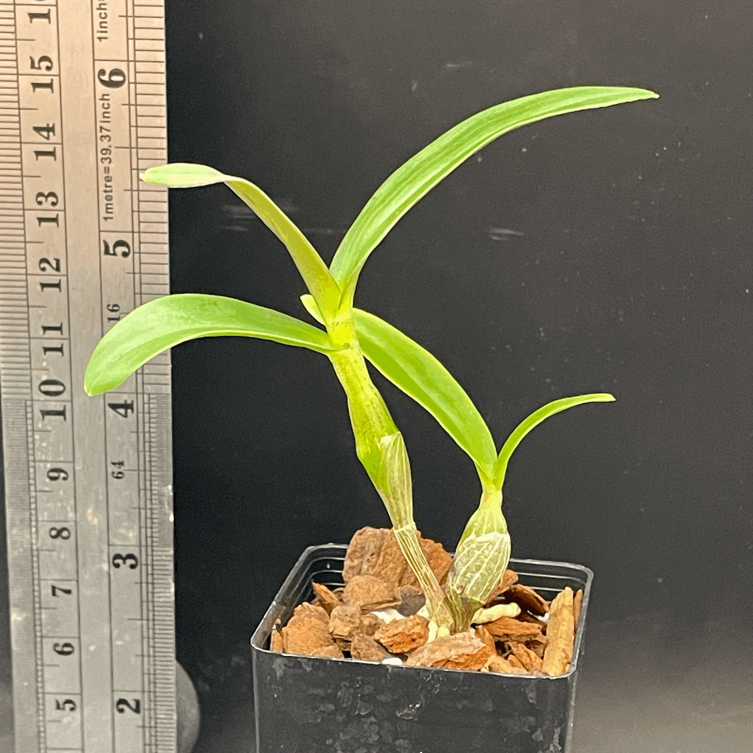 Dendrobium Chanthaboon Sunrise 'YD' orchid for sale in NZ – grown by Orchid Obsession.