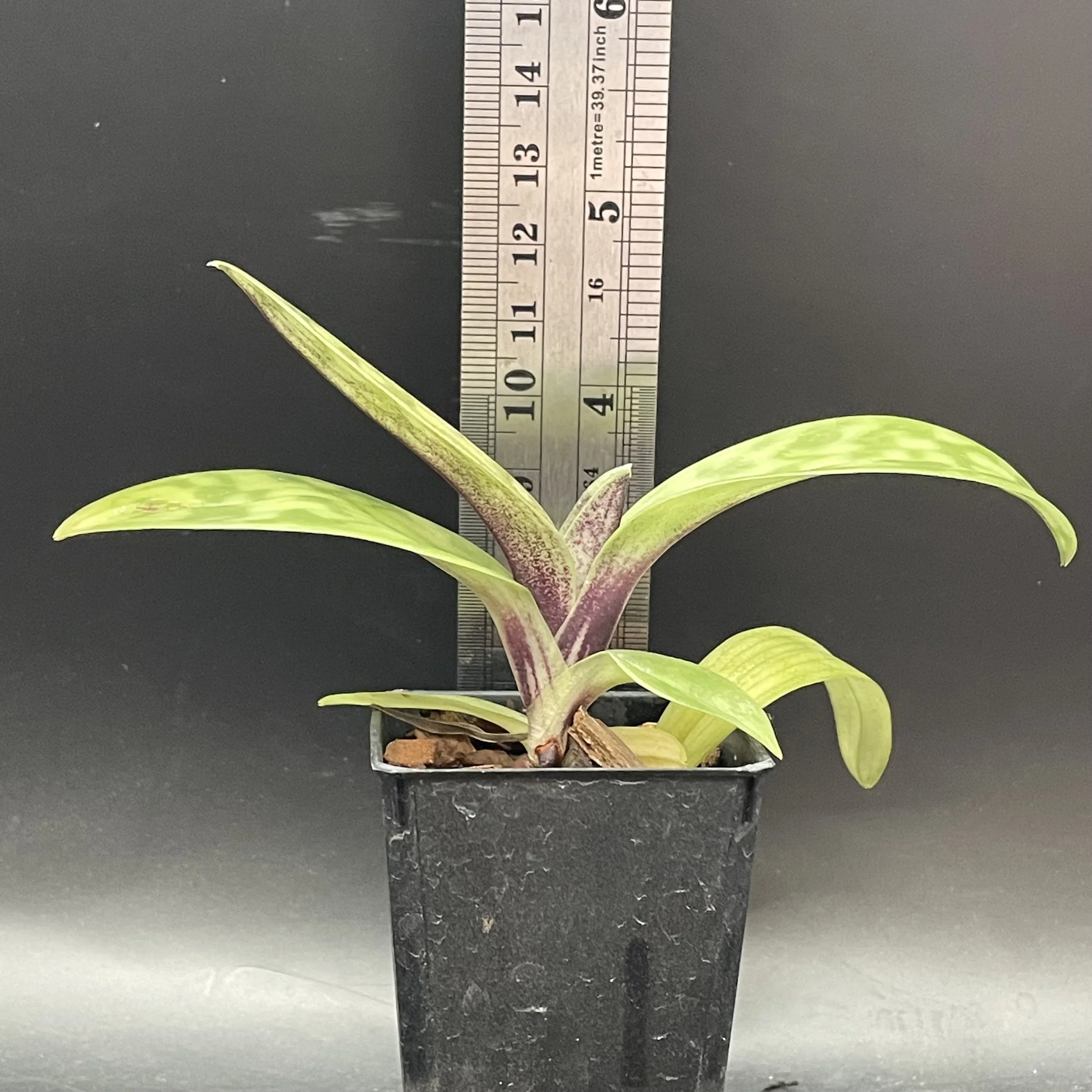 Paphiopedilum Impulse × Hsinying Leopard seedling for sale in NZ – grown by Orchid Obsession