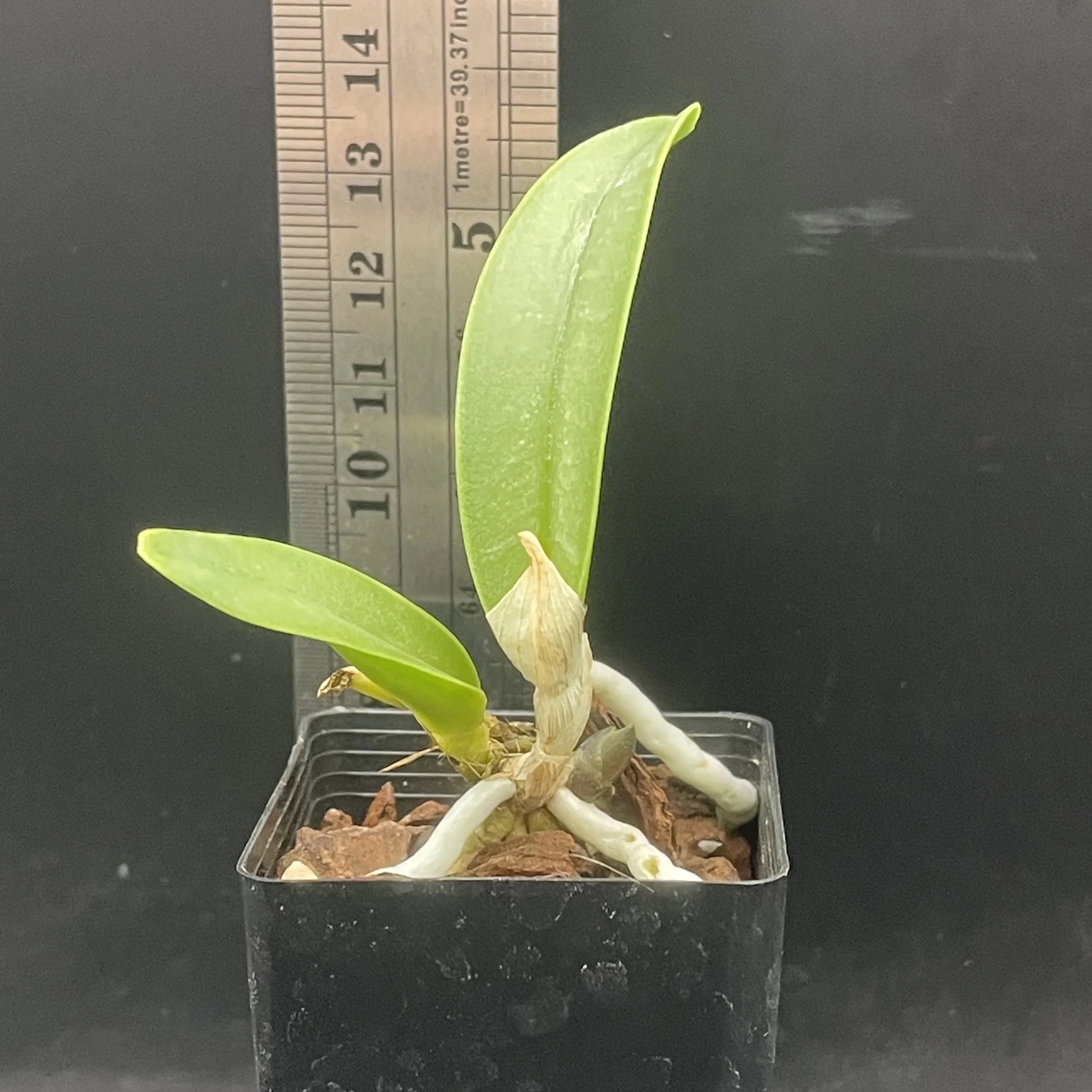 Rhyncholaelia digbyana f. alba ‘Mrs. Chase’ 4N × self seedling for sale in NZ – grown by Orchid Obsession