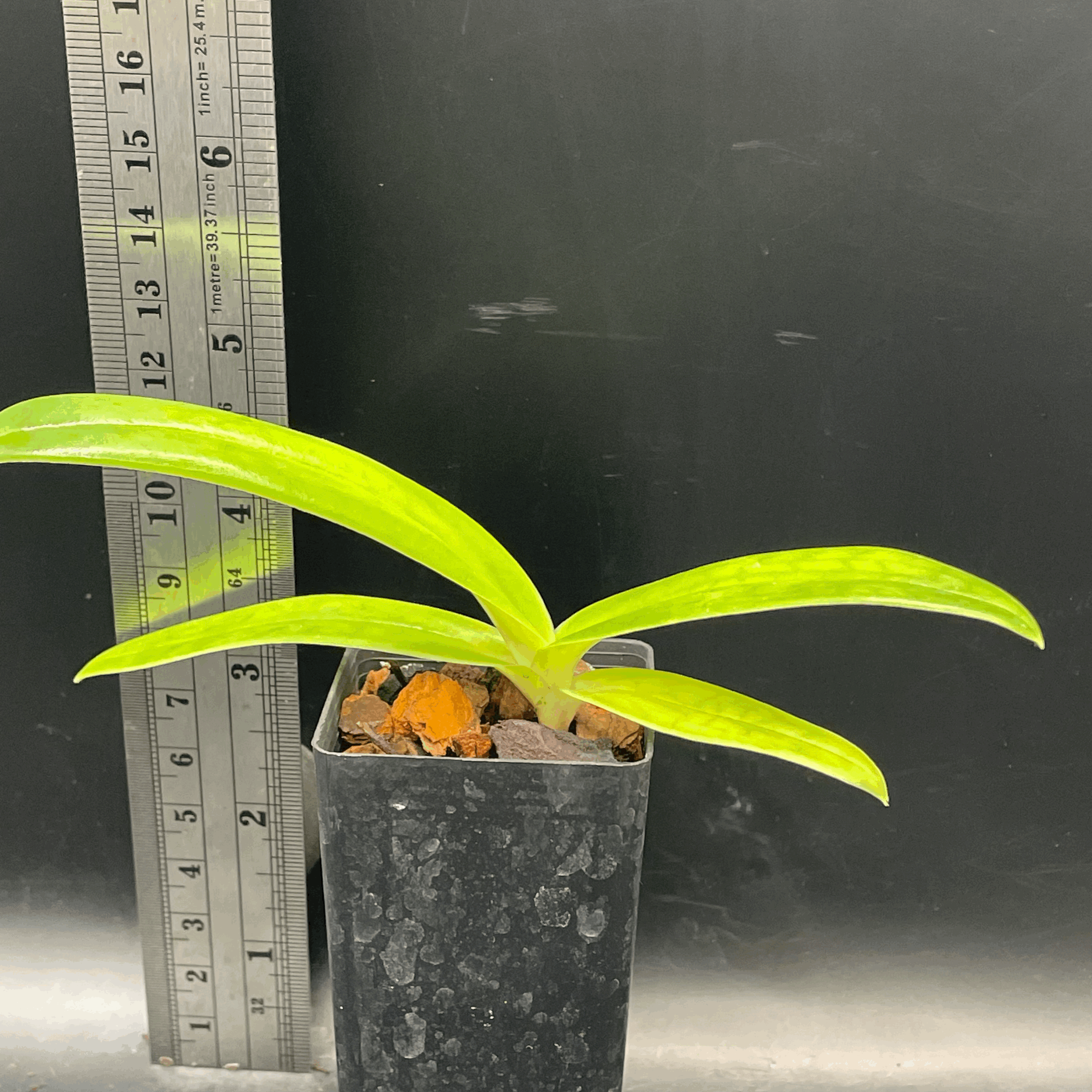 Paphiopedilum Prince Edward of York seedling for sale in NZ – grown by Orchid Obsession