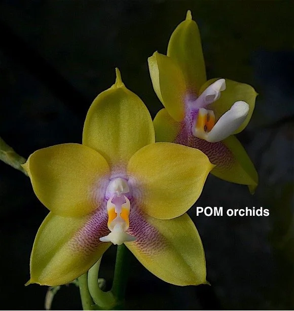Phalaenopsis Mituo Gelb Eagle ‘Y1’ parent orchid – vibrant yellow blooms with rounded petals