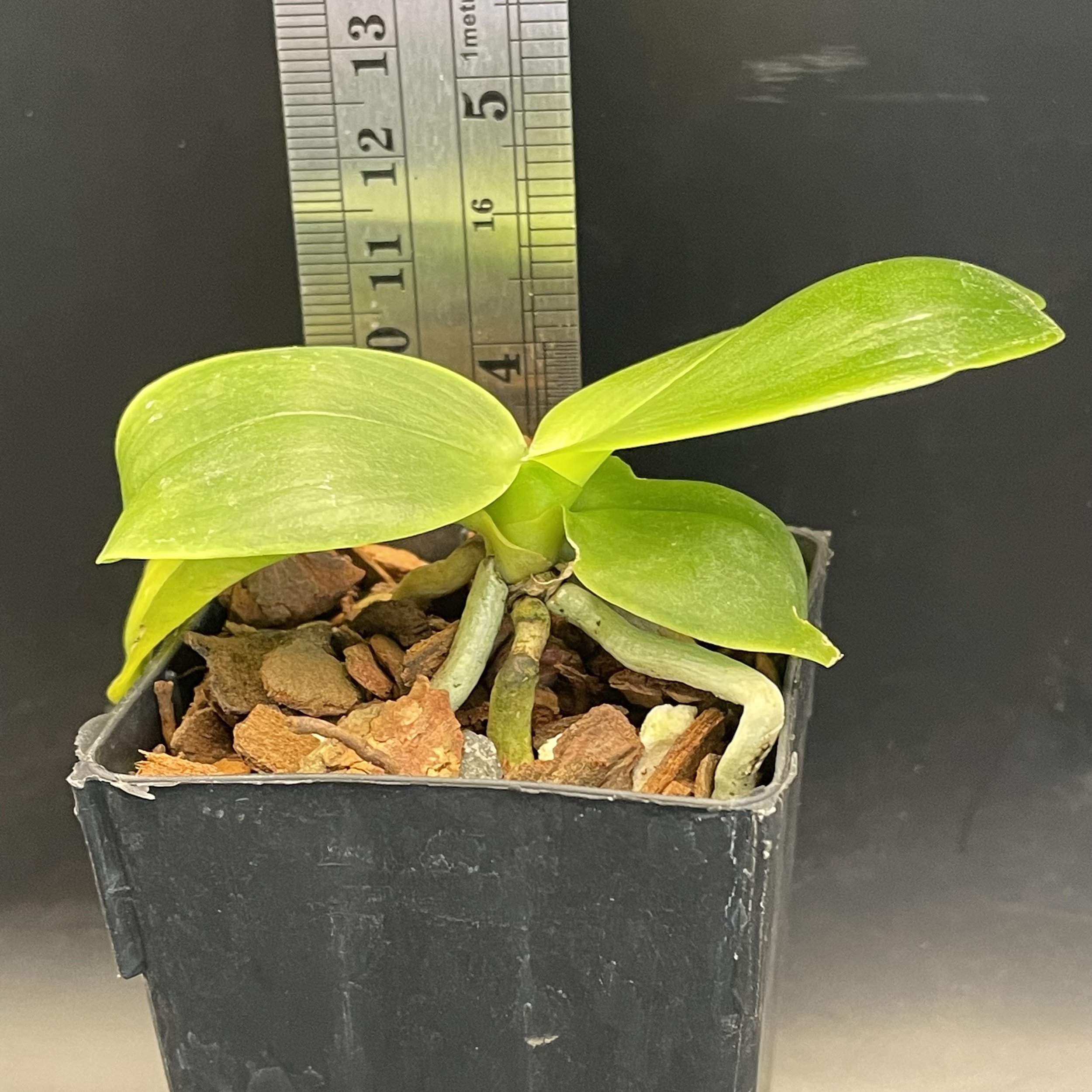 Phalaenopsis Montclair Sunset ‘POM’ seedling for sale in NZ – grown by Orchid Obsession