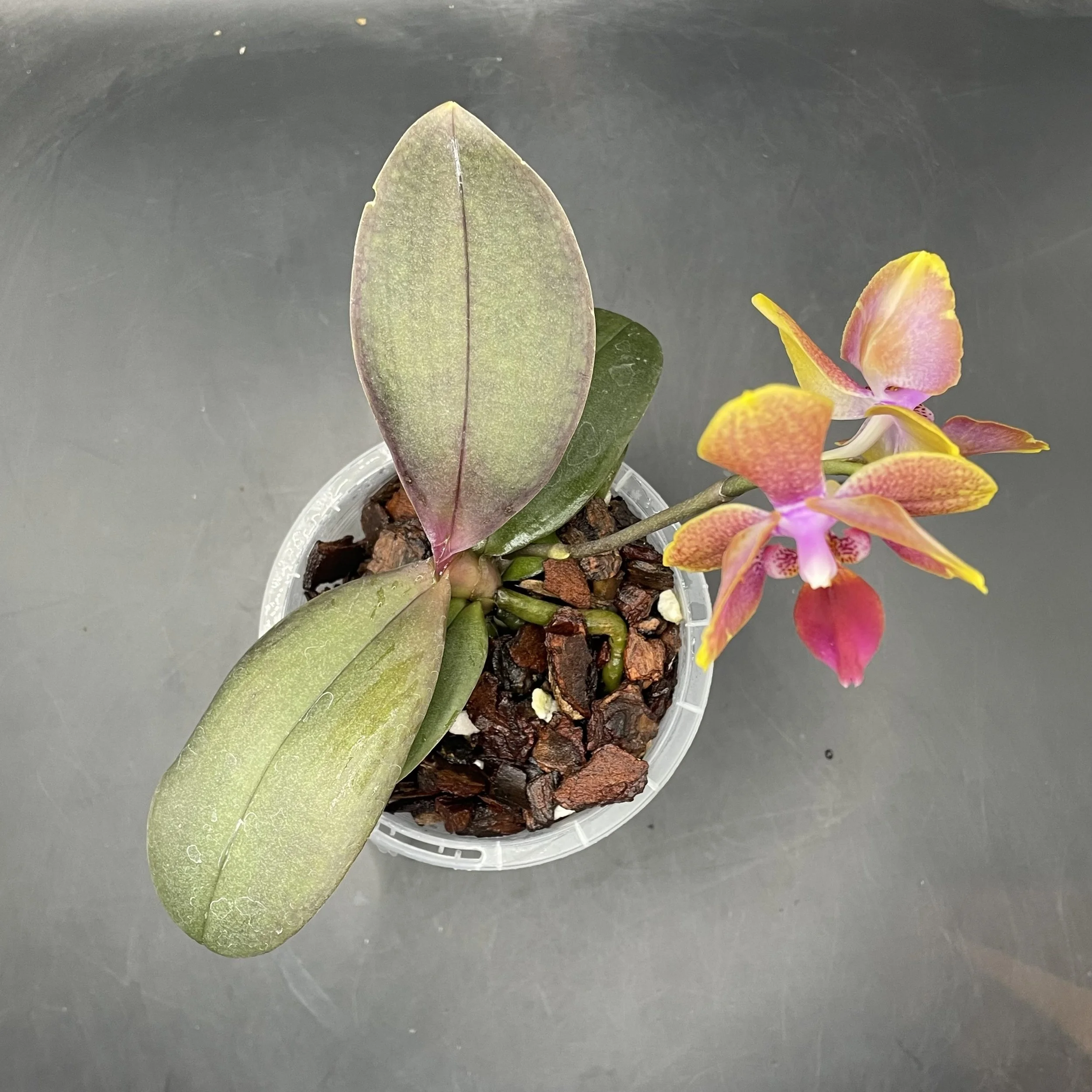 In flower Phalaenopsis Brother Sara Gold 'Peloric' plant for sale in NZ – grown by Orchid Obsession