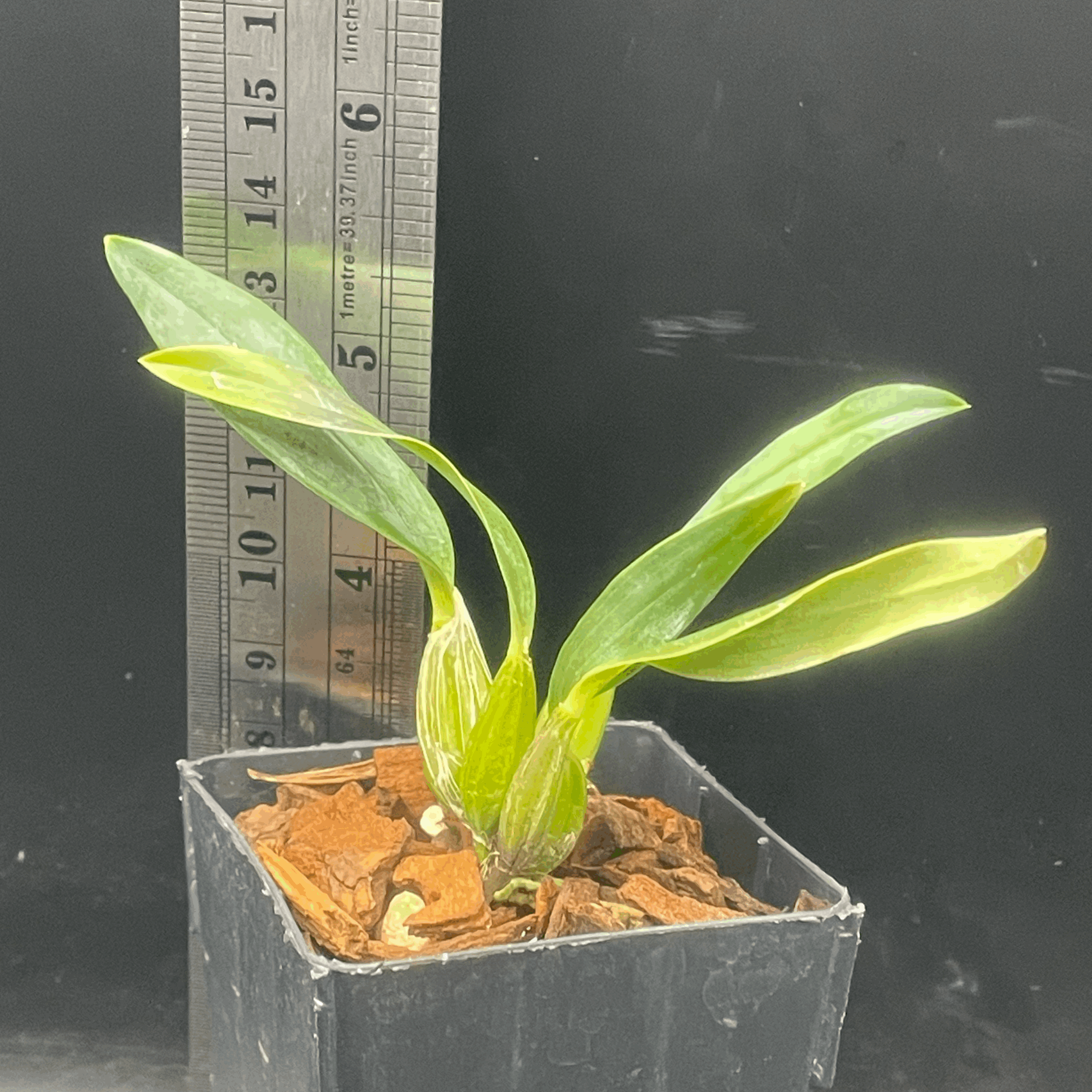 Dendrobium hodgkinsonii seedling for sale in NZ – grown by Orchid Obsession