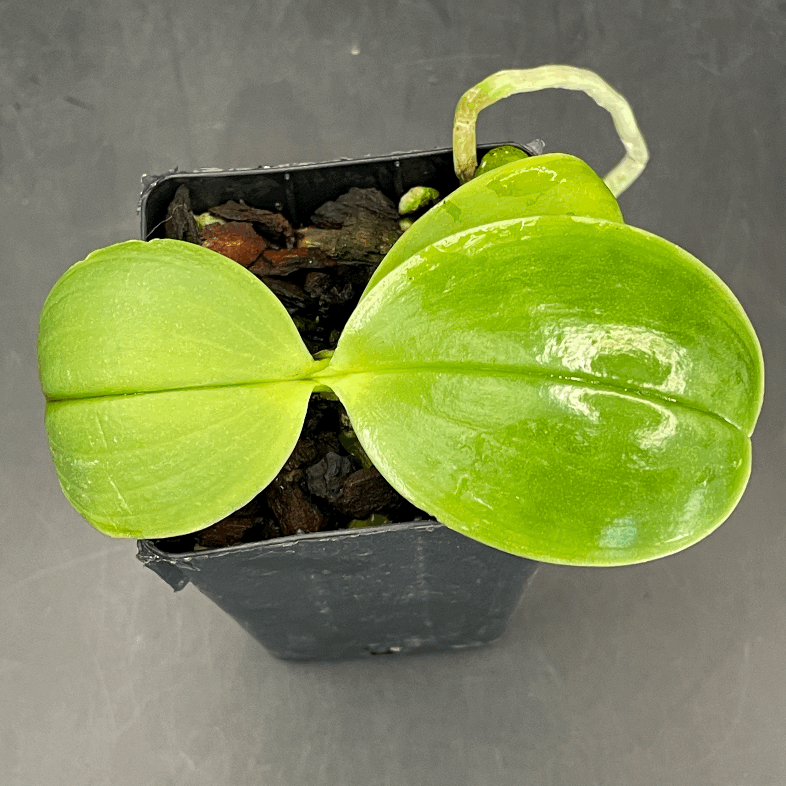 Phalaenopsis Mituo Reflex Dragon 'Splash' × Yin's Dot Passion 'YS1112' seedling for sale in NZ – grown by Orchid Obsession