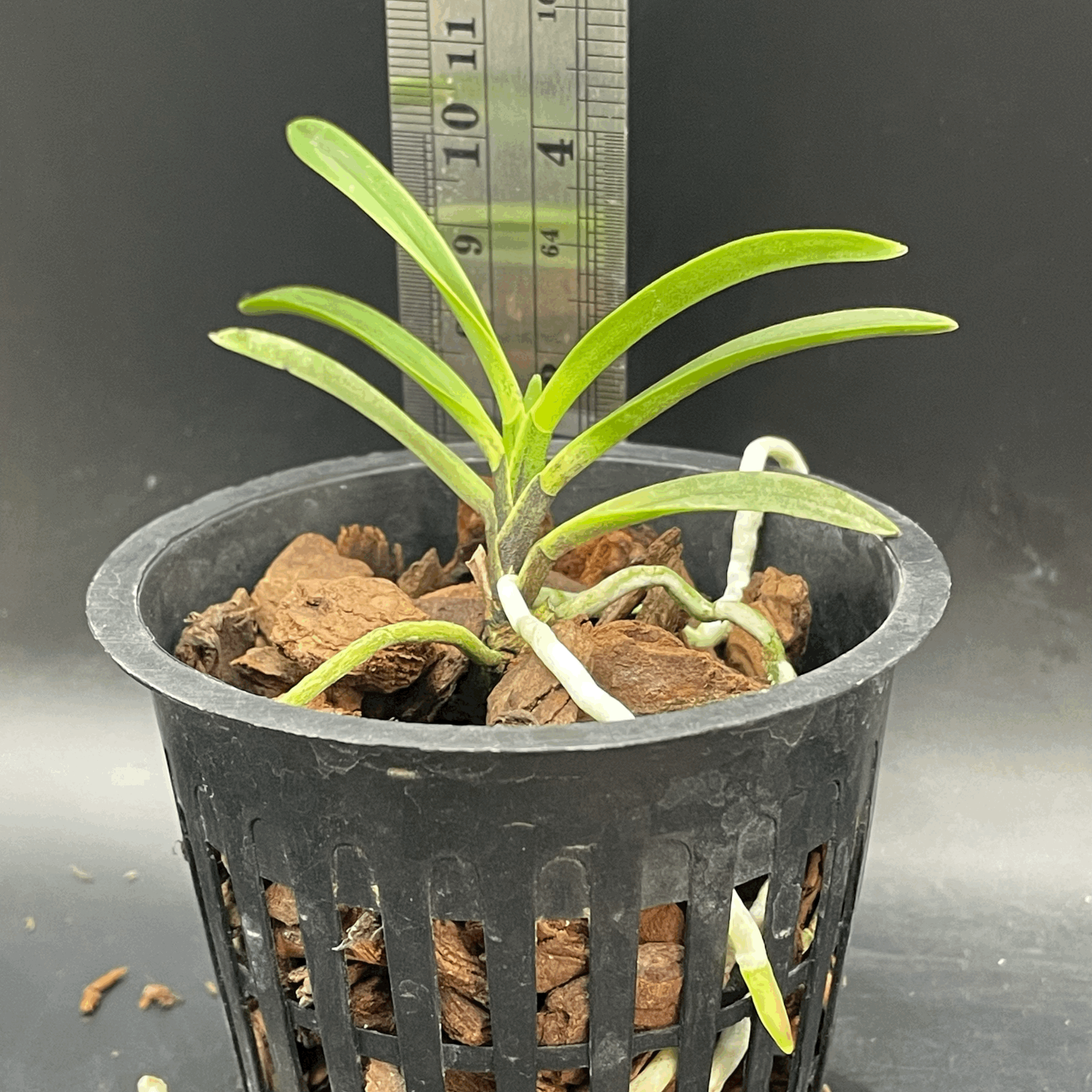 Vanda falcata seedling for sale in NZ – grown by Orchid Obsession