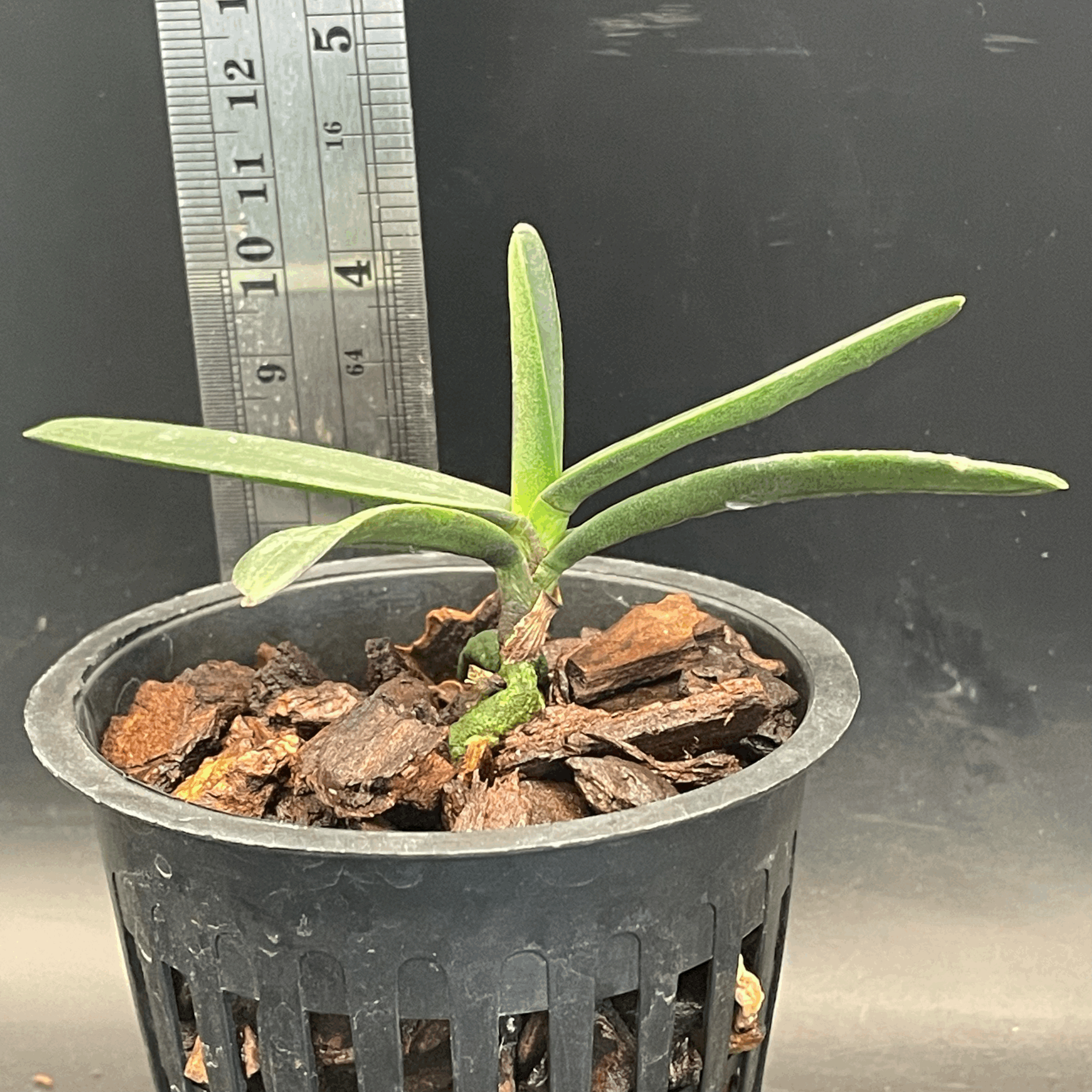 Renanthera monachica seedling for sale in NZ – healthy young plant grown by Orchid Obsession