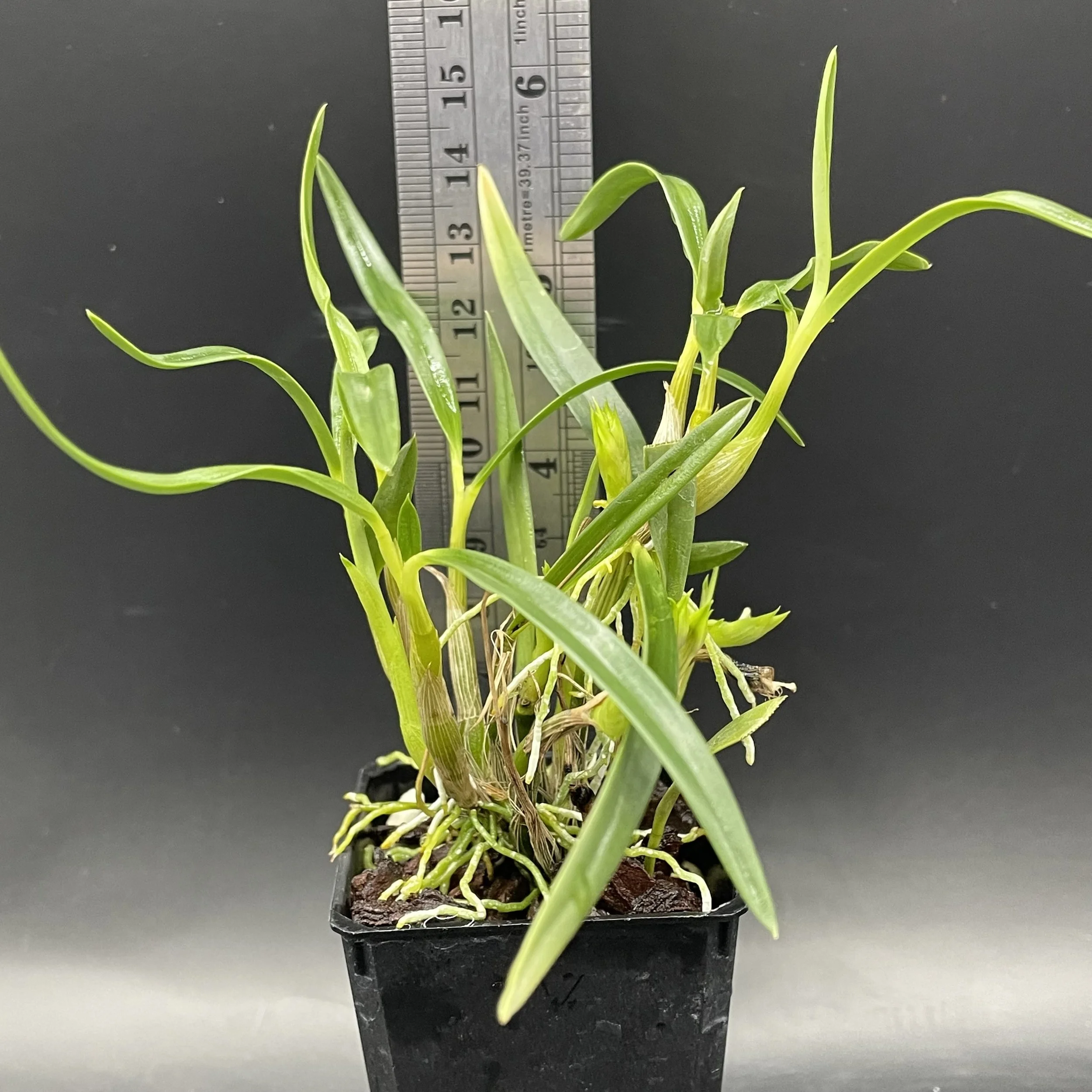 Dendrobium Standing Ovation flowering seedling for sale in NZ –  grown by Orchid Obsession