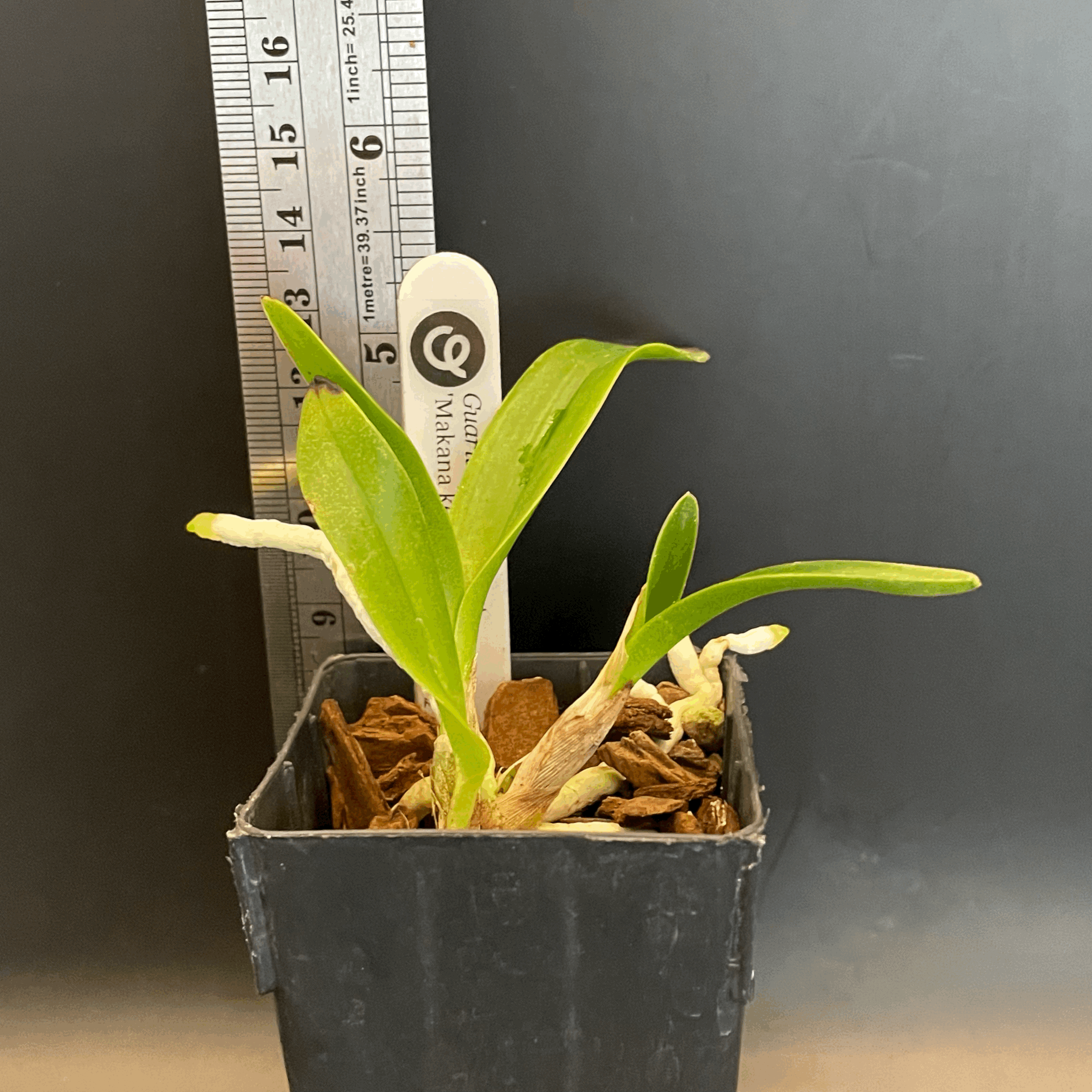 Guaritonia Why Not ‘Makana ke Akua’ seedling for sale in NZ – grown by Orchid Obsession.