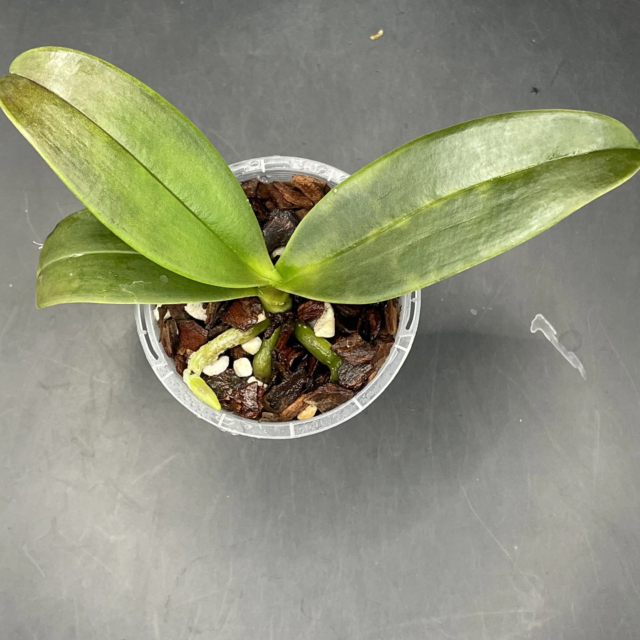 Phalaenopsis equestris var. aparri seedling for sale in NZ – grown by Orchid Obsession