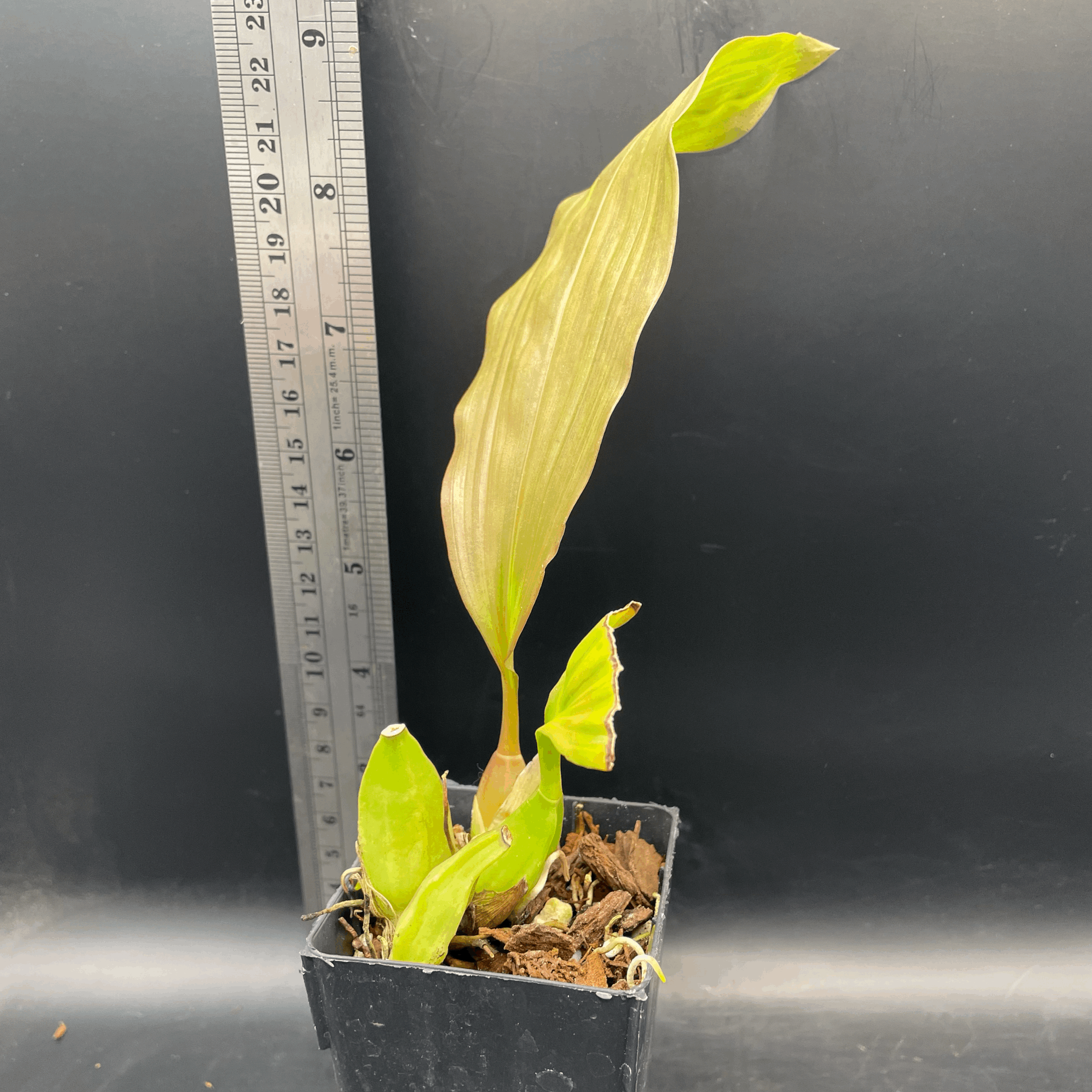 Coelogyne speciosa subsp. fimbriata seedling for sale in NZ – grown by Orchid Obsession