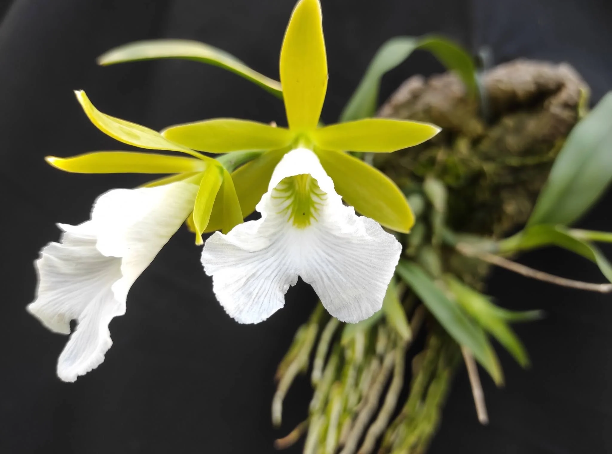 Prosthechea mariae flower - apple green sepals and petals with a large brilliant white lip veined in emerald green