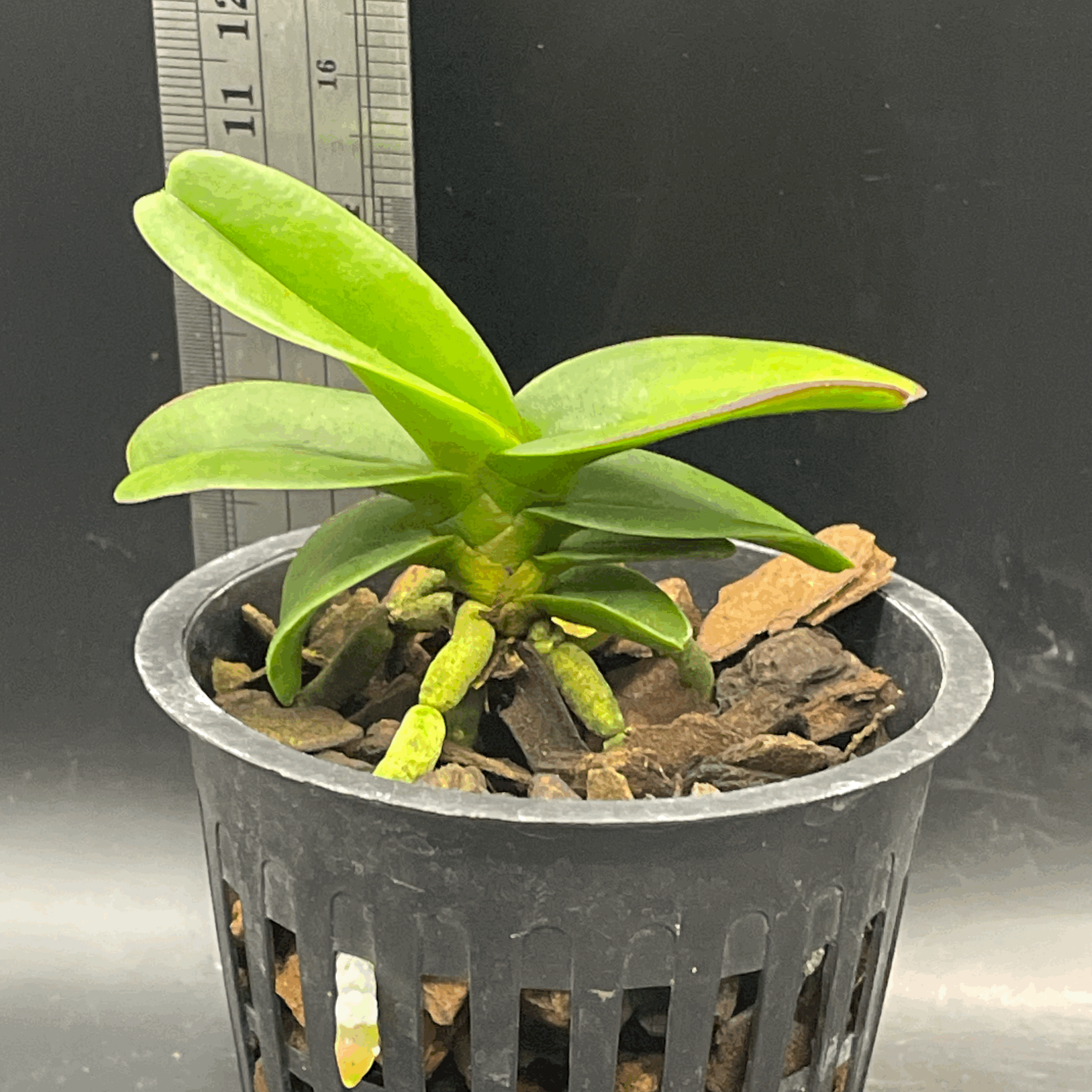 Aerides crassifolia seedling for sale in NZ – grown by Orchid Obsession