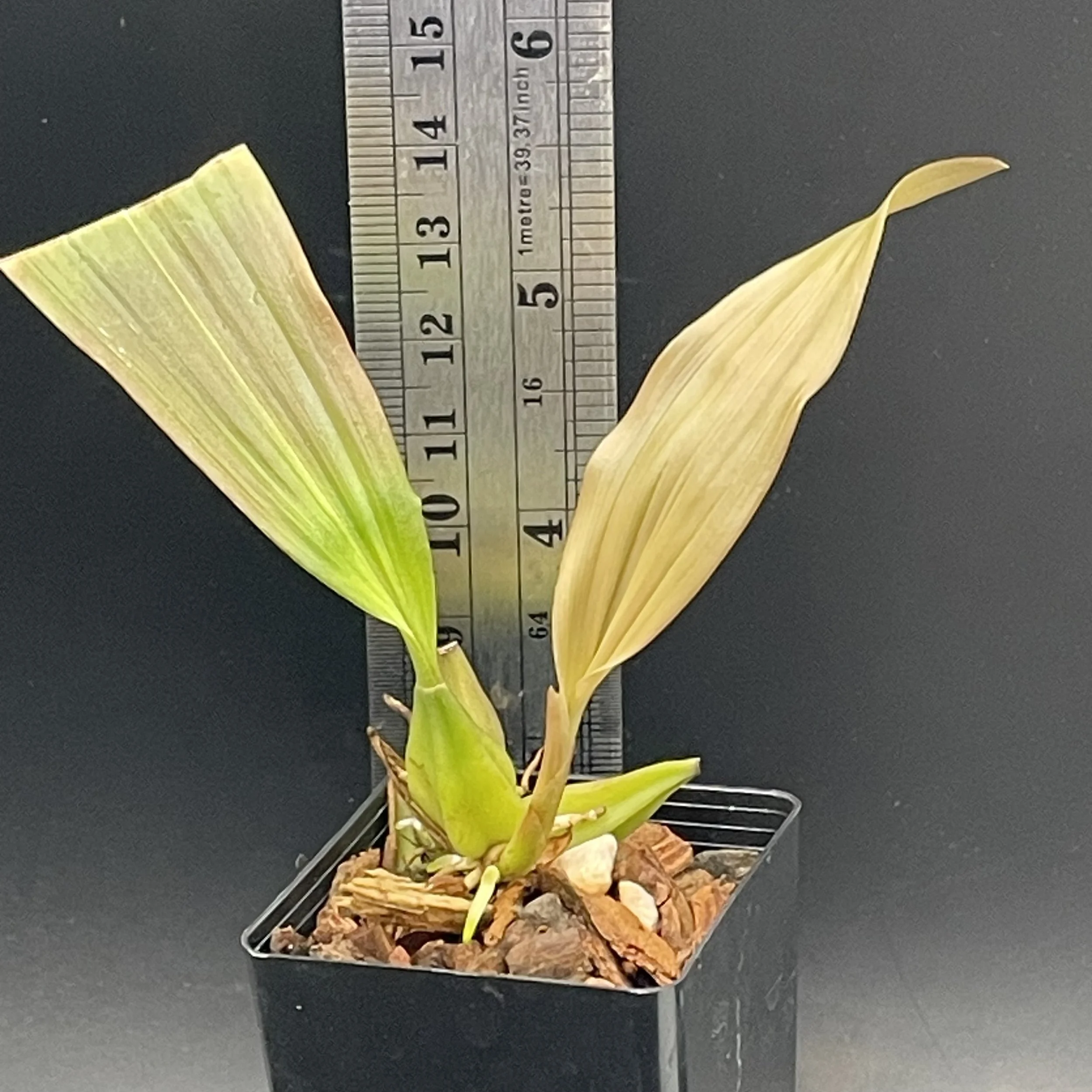 Coelogyne speciosa subsp. fimbriata seedling for sale in NZ – grown by Orchid Obsession