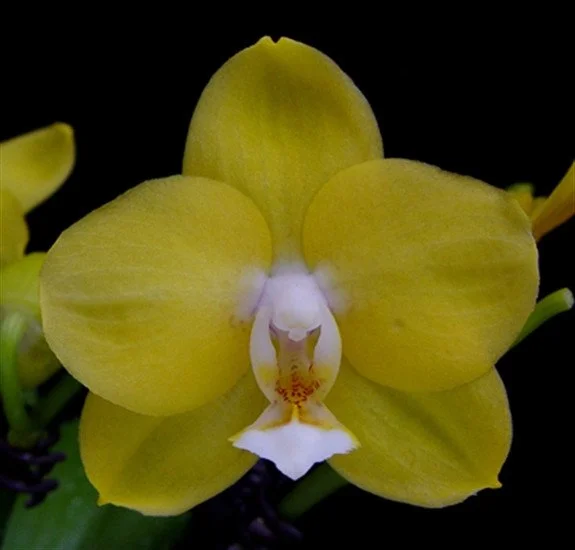 Phalaenopsis Sogo Golden