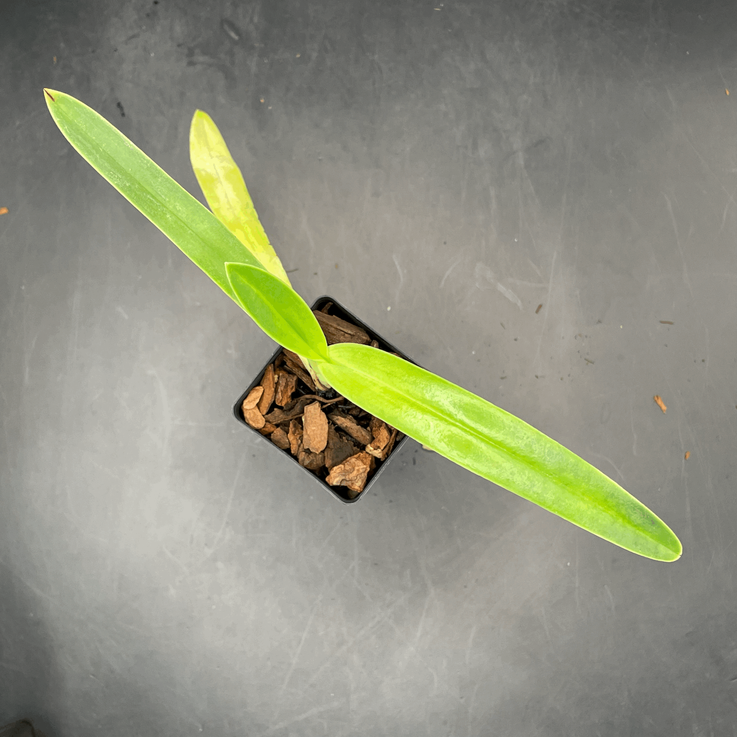 Paphiopedilum stonei × Hilo Black Eagle seedling for sale in NZ – grown by Orchid Obsession