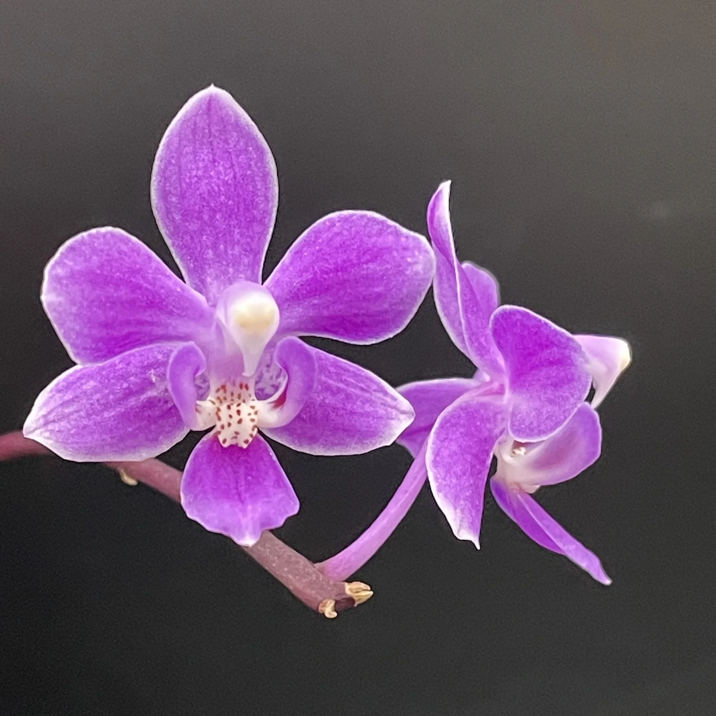 Phalaenopsis equestris var. rosea in bloom – close-up of vivid fuchsia pink flowers