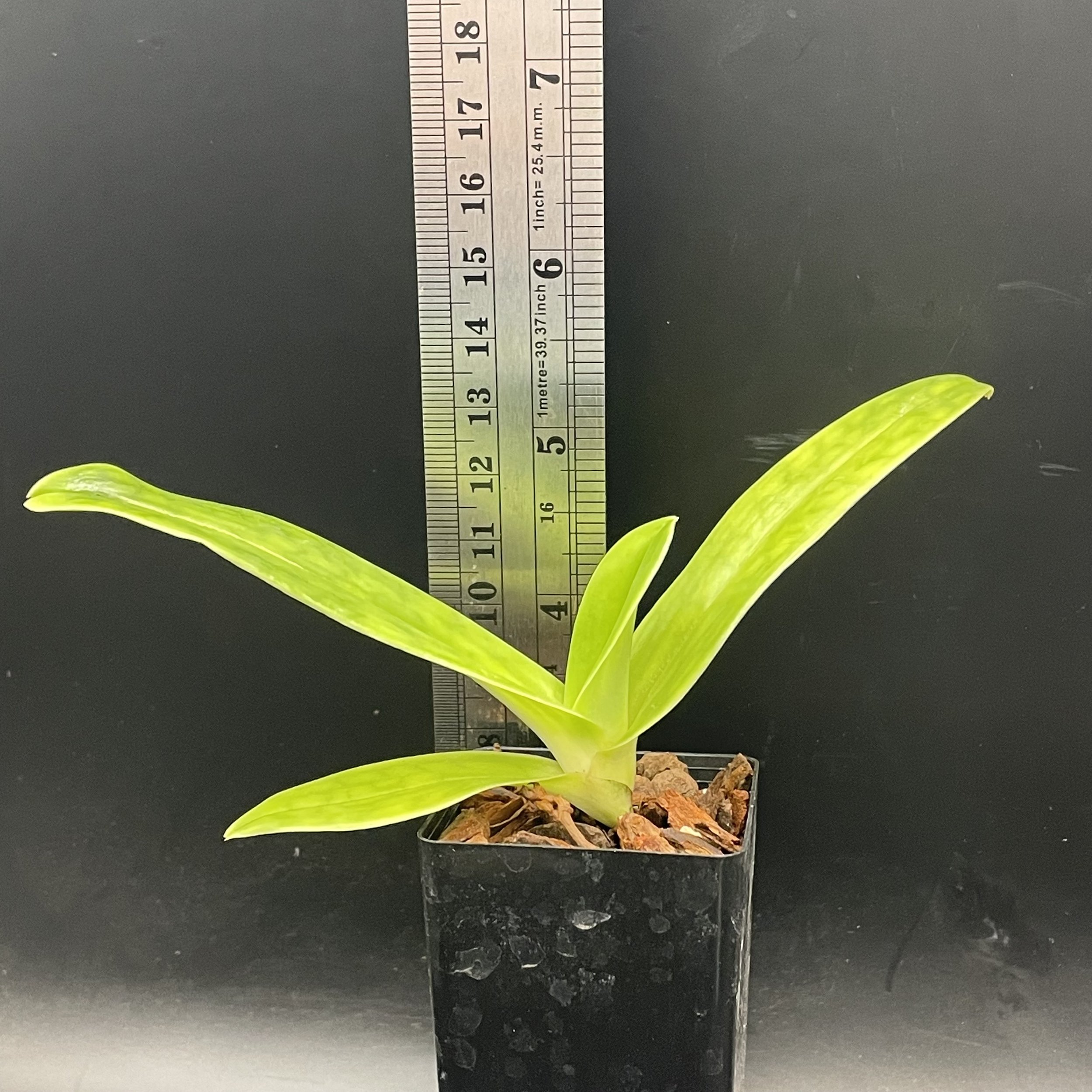 Paphiopedilum Prince Edward of York seedling for sale in NZ – grown by Orchid Obsession