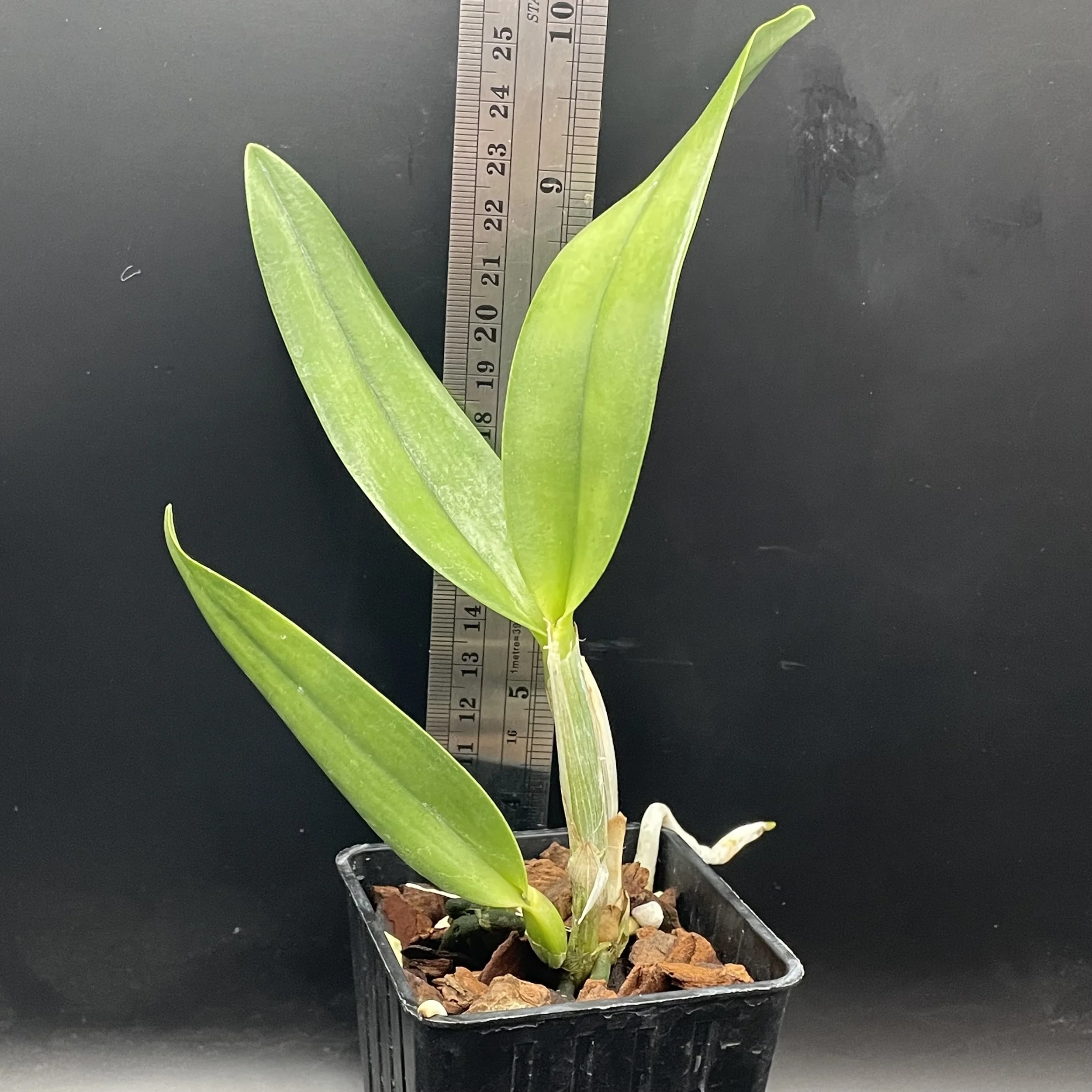 Prosrhyncholeya Muscat Smile ‘Green Mountain’ seedling for sale in NZ – grown by Orchid Obsession